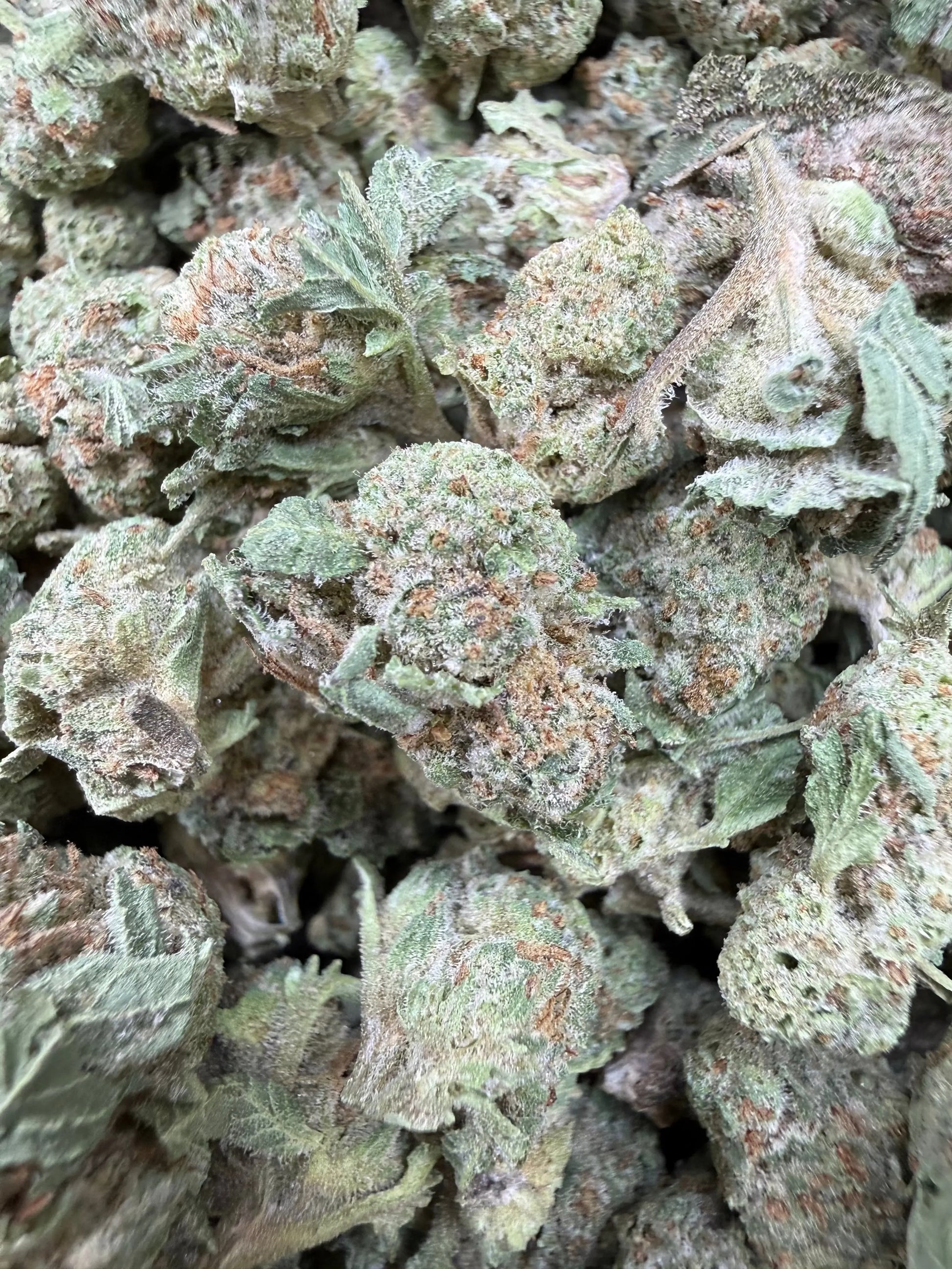 1 Pound - Gush Mints THCA Strain (Small) Frisco Labs