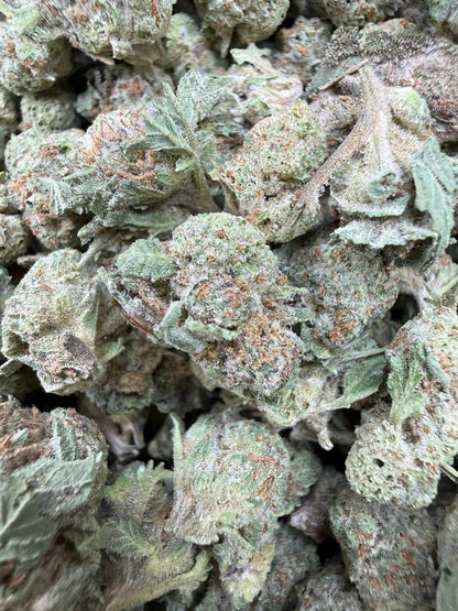 1 Pound - Gush Mints THCA Strain (Small) Frisco Labs