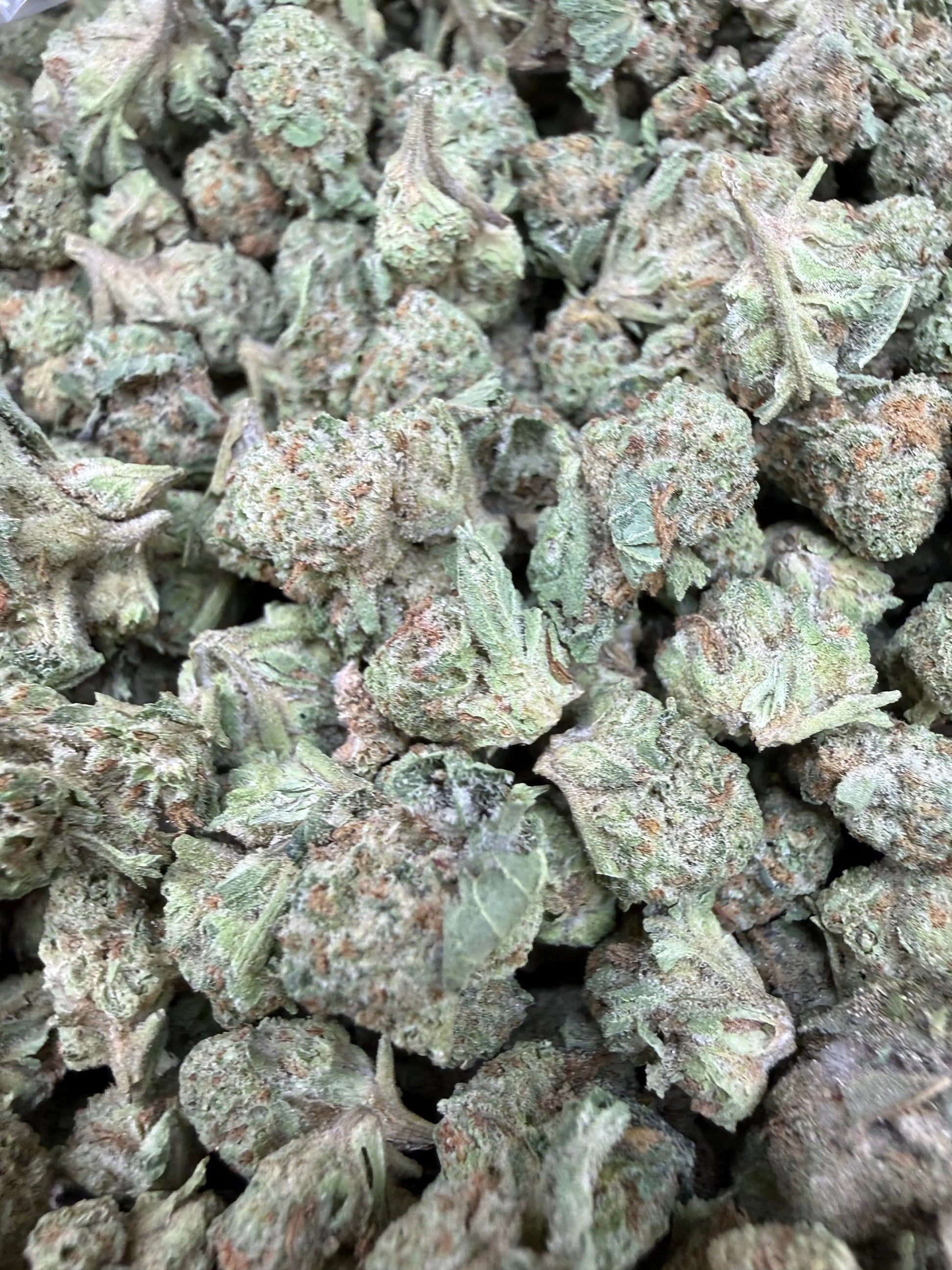 1 Pound - Gush Mints THCA Strain (Small) Frisco Labs