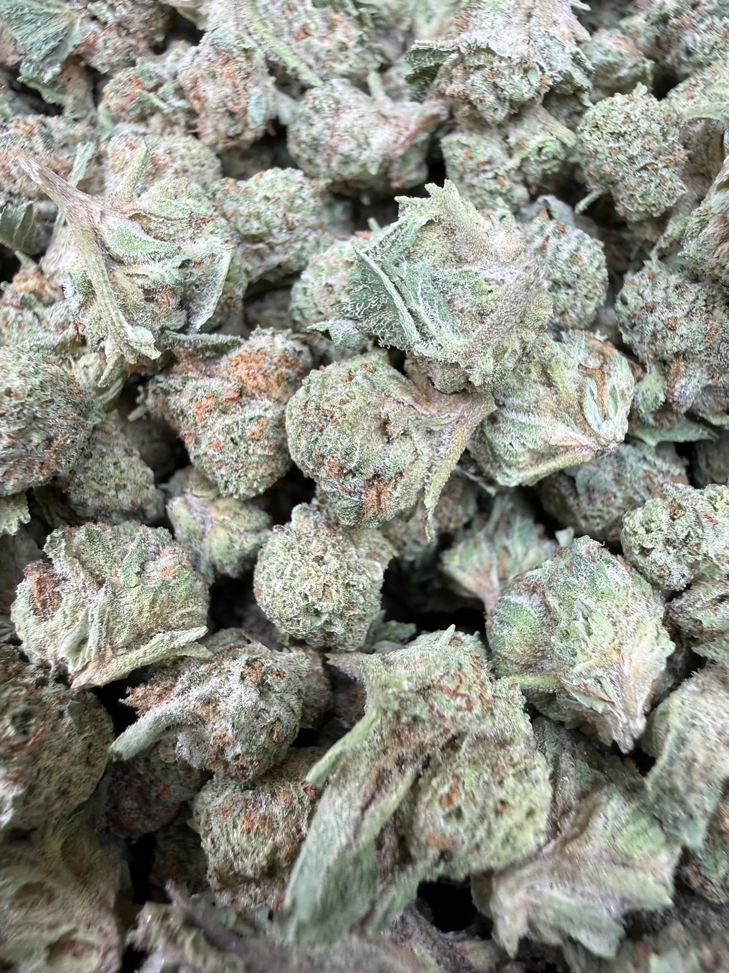 1 Pound - Gush Mints THCA Strain (Small) Frisco Labs