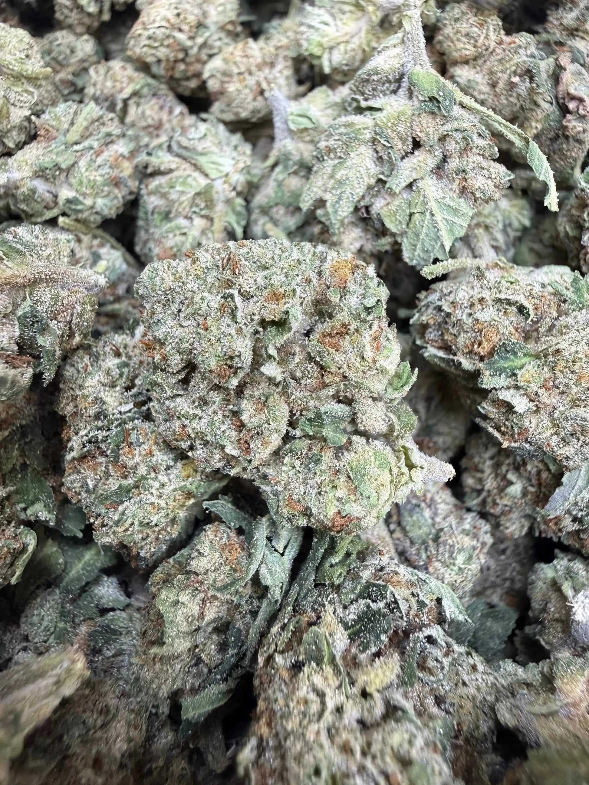 1 Pound - Jokers Runtz THCA Strain Frisco Labs