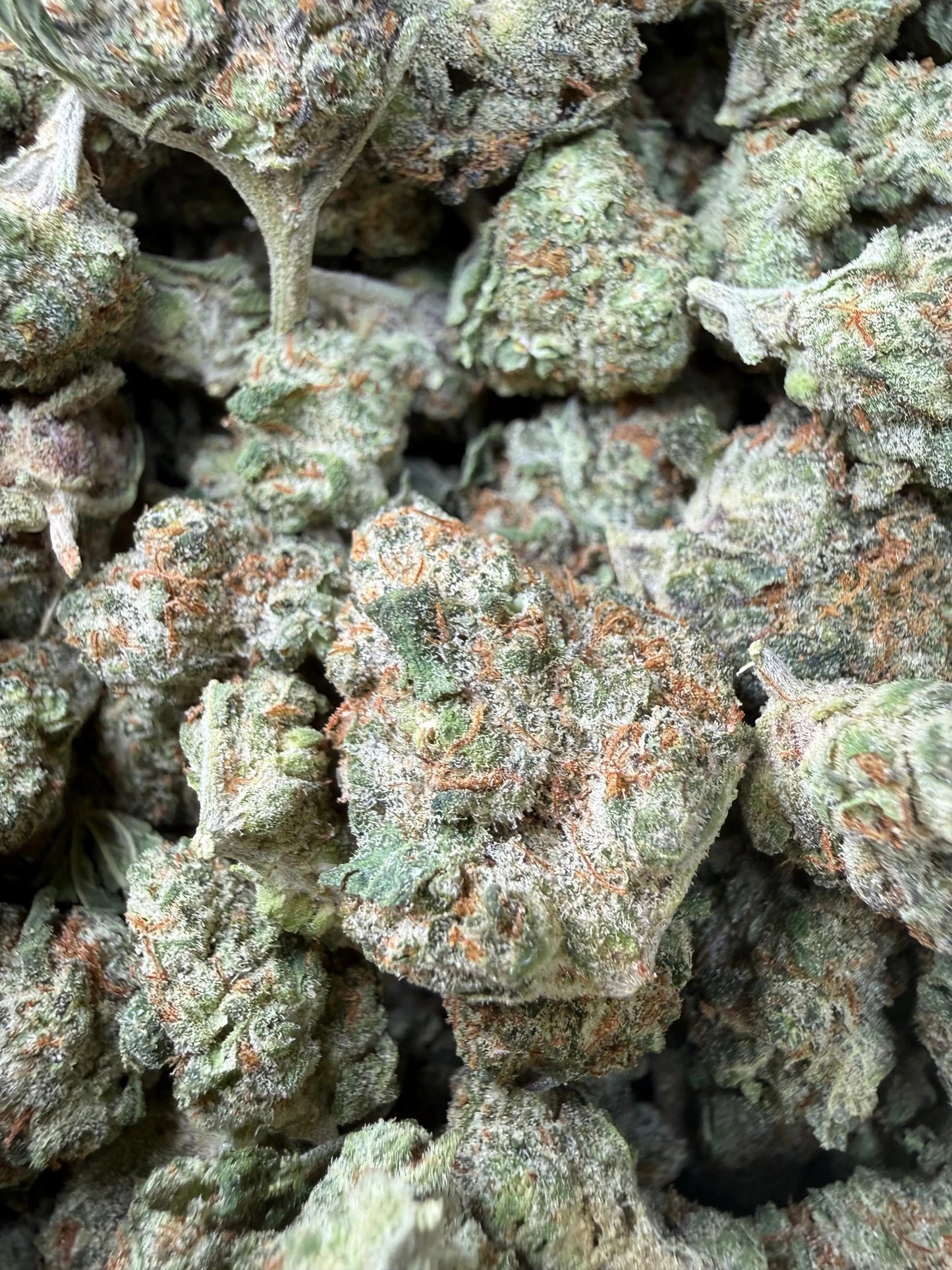 1 Pound Mango Tango THCA Strain | AAA THCA Smalls – Frisco Labs