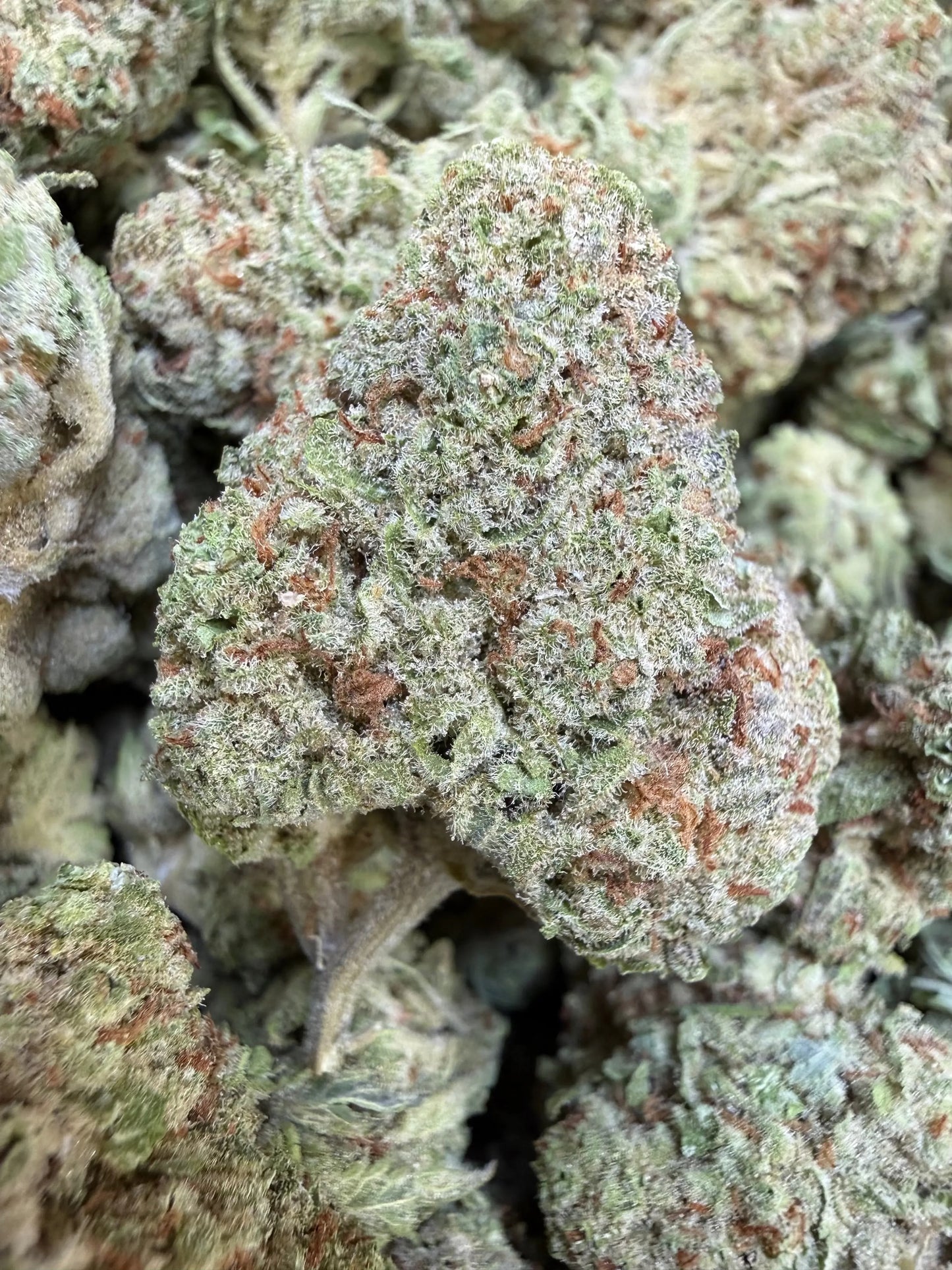 1 Pound - Papaya Fizz THCA Strain Frisco Labs