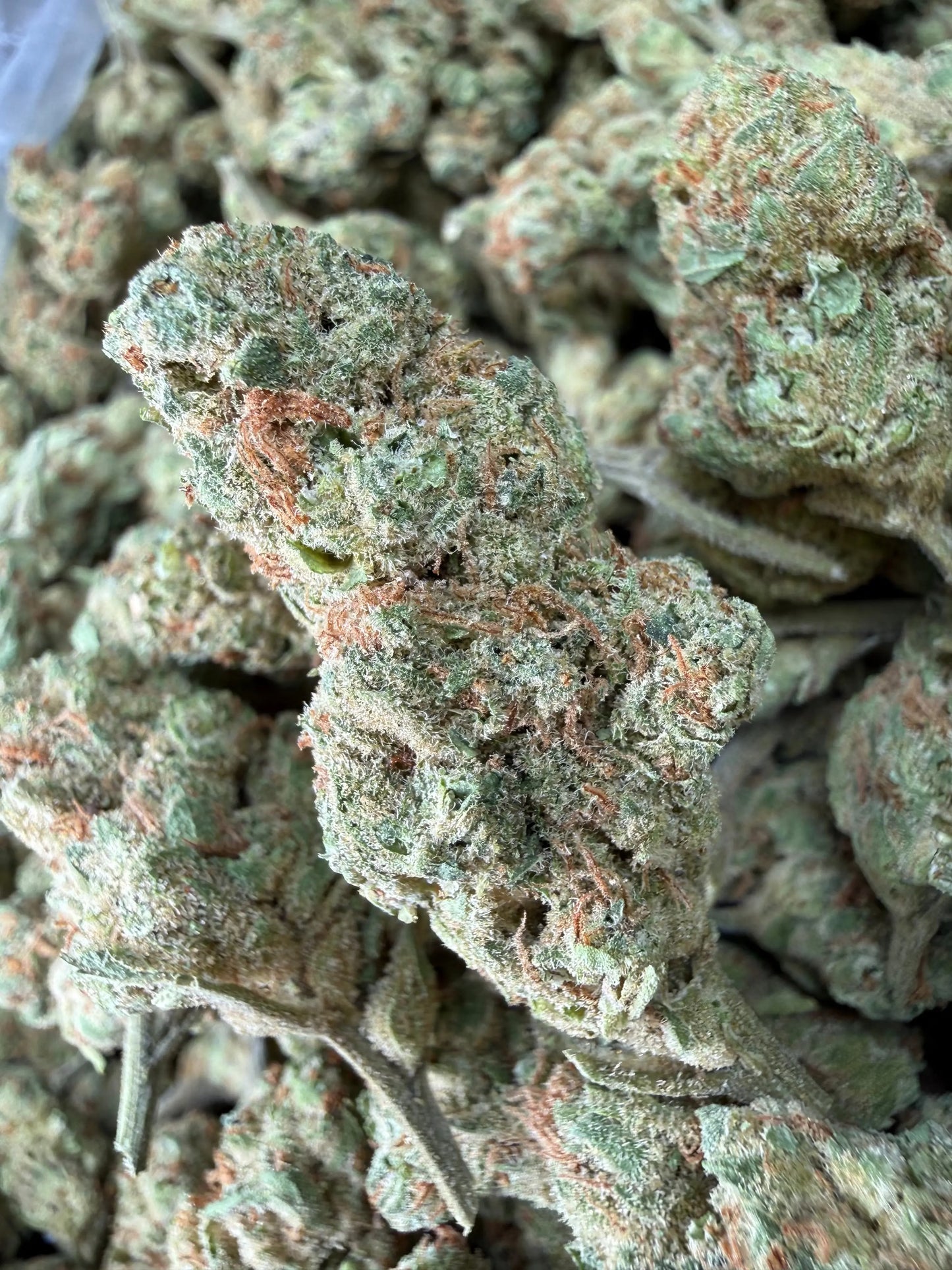 1 Pound - Peach Mimosa THCA Strain (Small) Frisco Labs