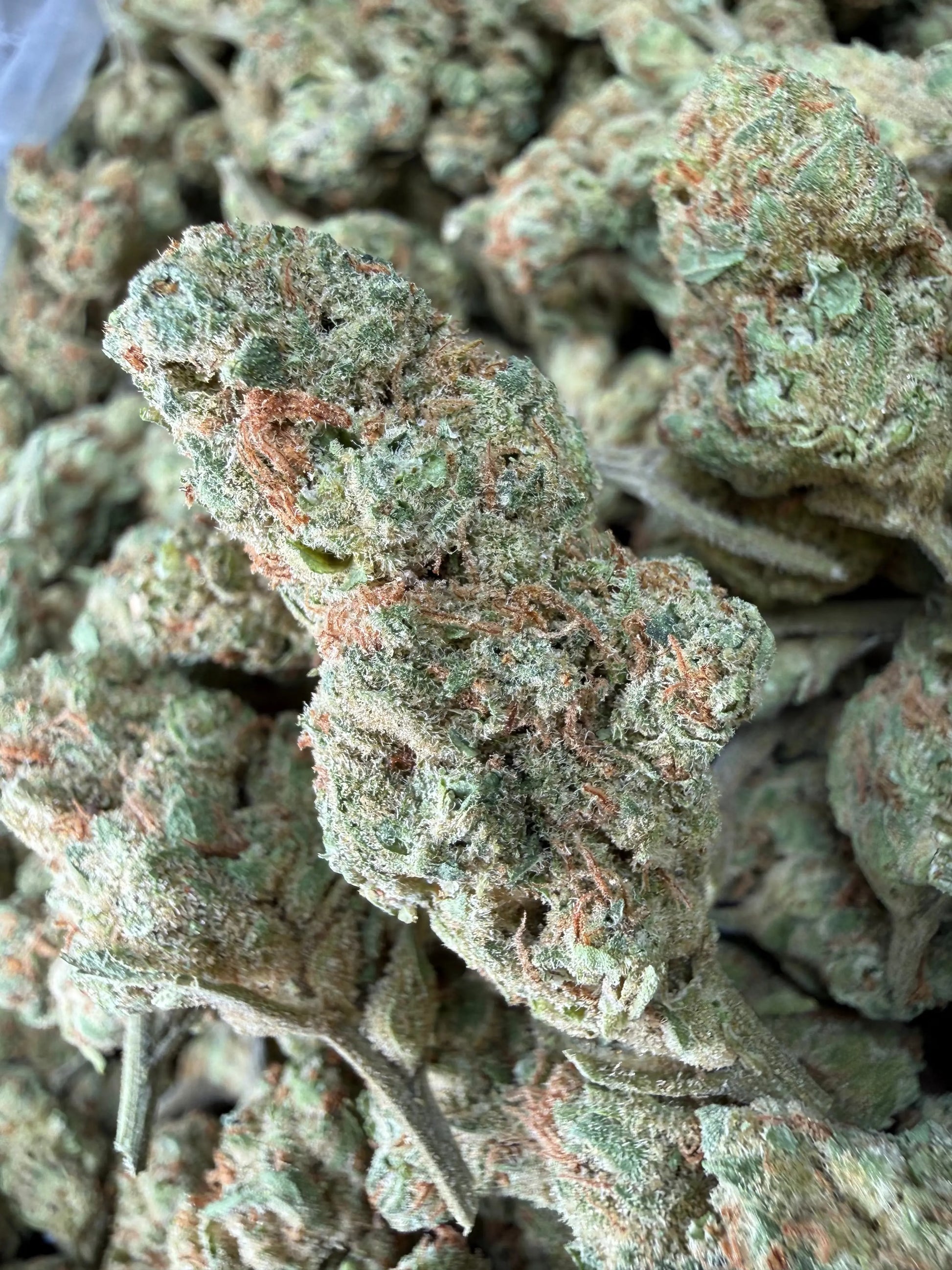 1 Pound - Peach Mimosa THCA Strain (Small) Frisco Labs