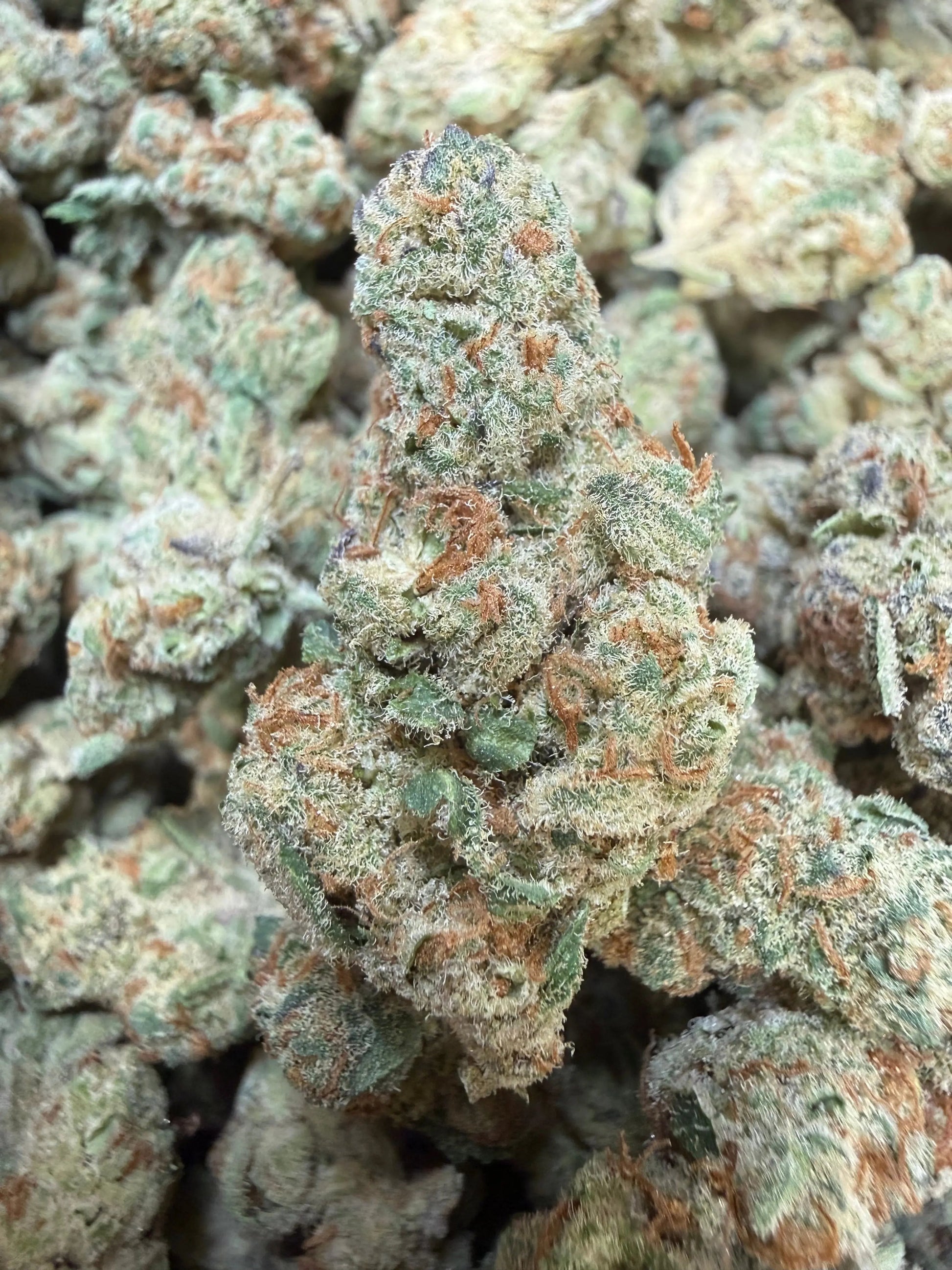 1 Pound - Purple Tesla THCA Strain Frisco Labs