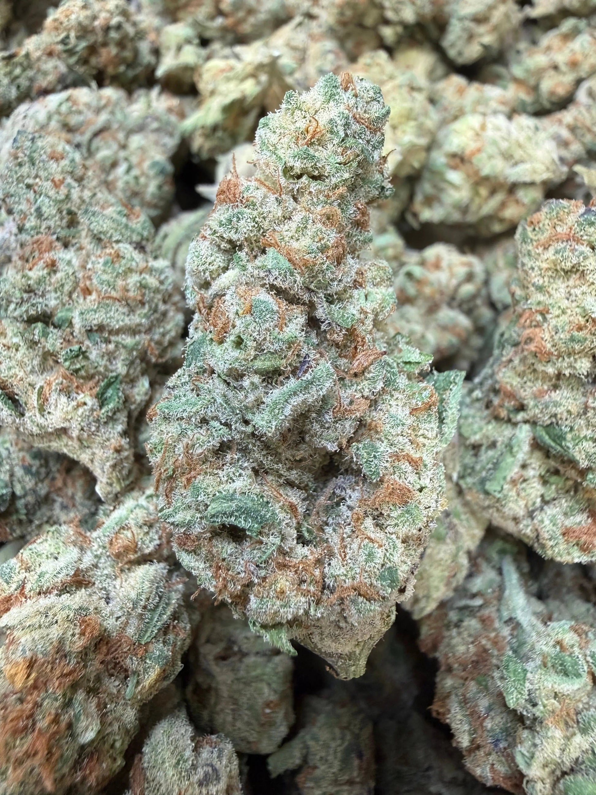 1 Pound - Purple Tesla THCA Strain Frisco Labs