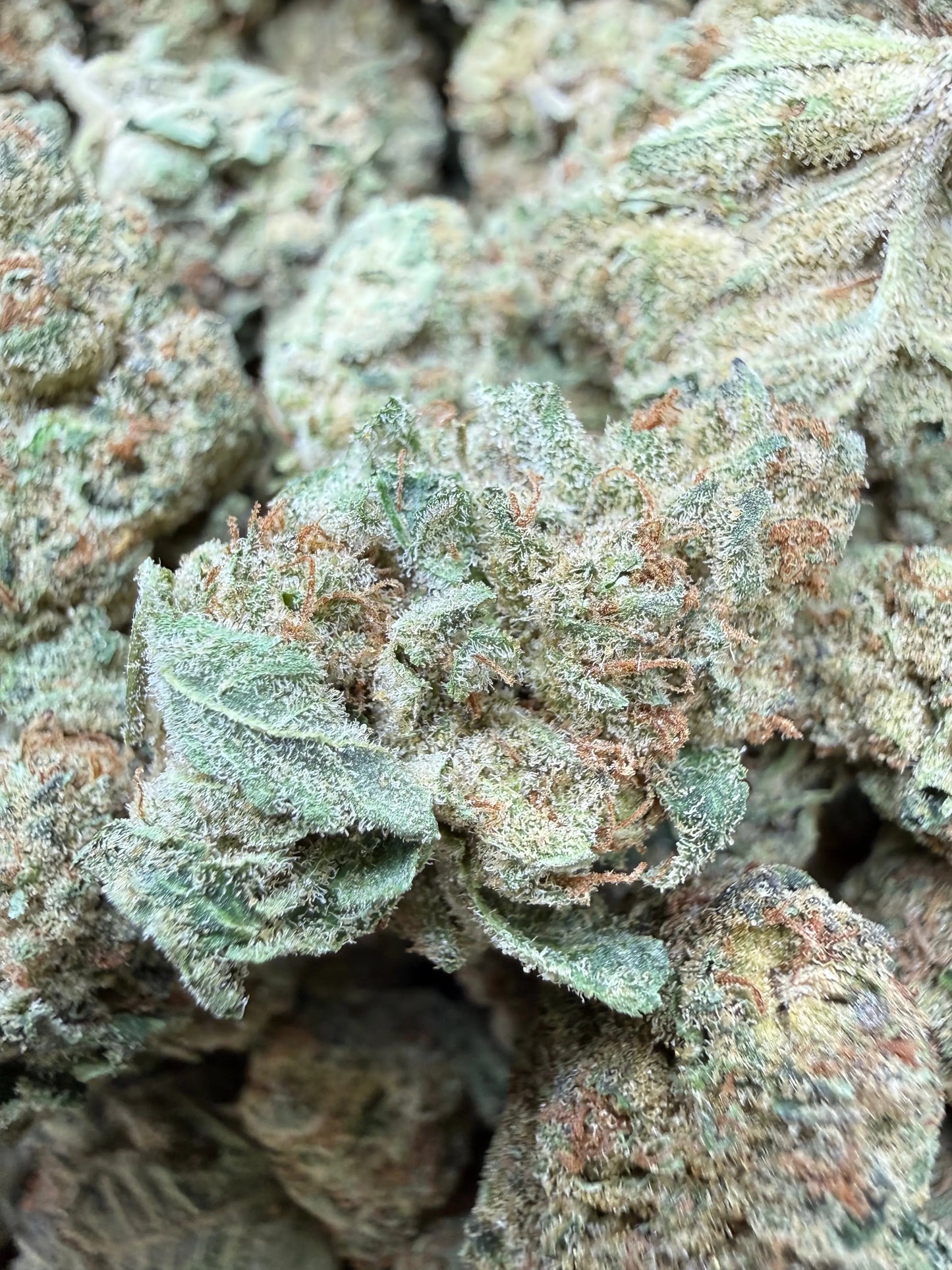 1 Pound - Space Queen THCA Strain Frisco Labs