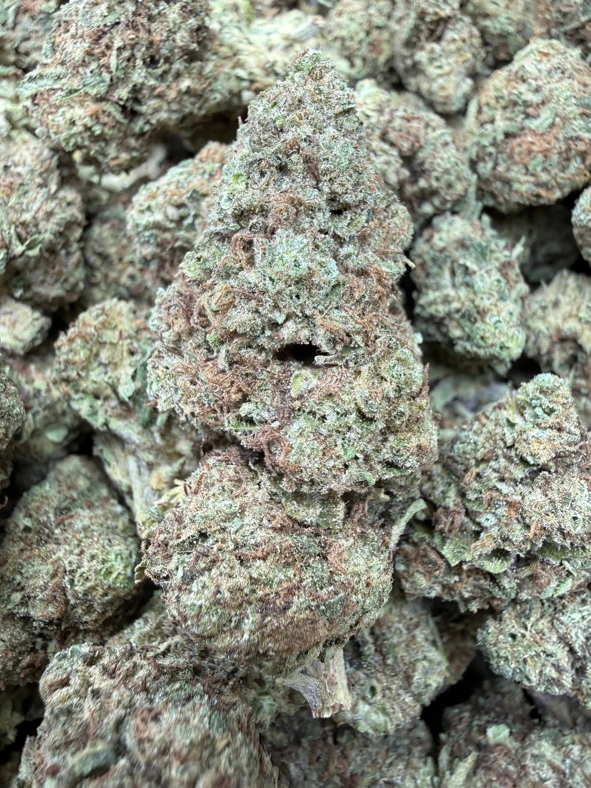 1 Pound - Sugar Bread THCA Strain Frisco Labs