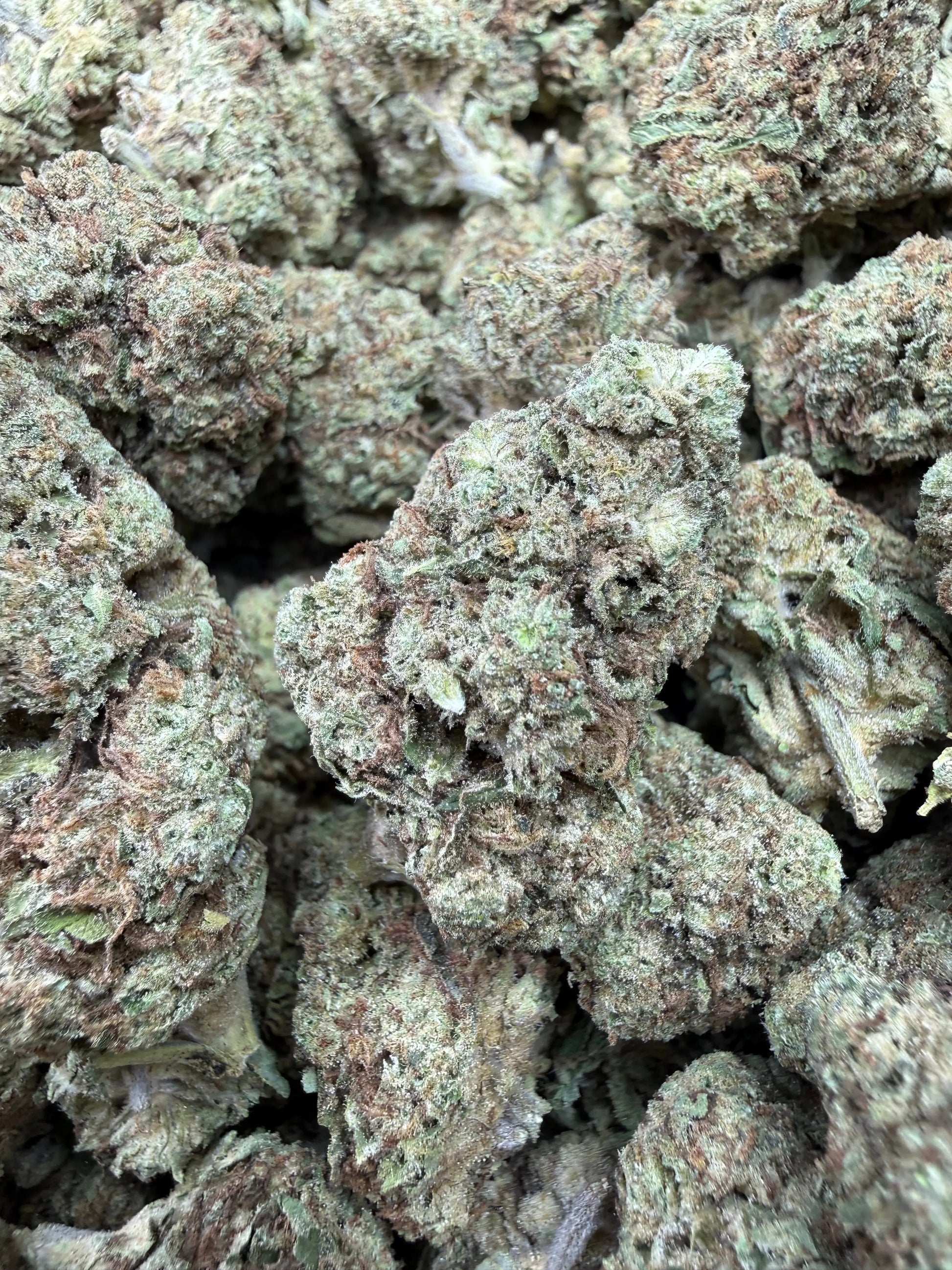 1 Pound - Sugar Bread THCA Strain Frisco Labs