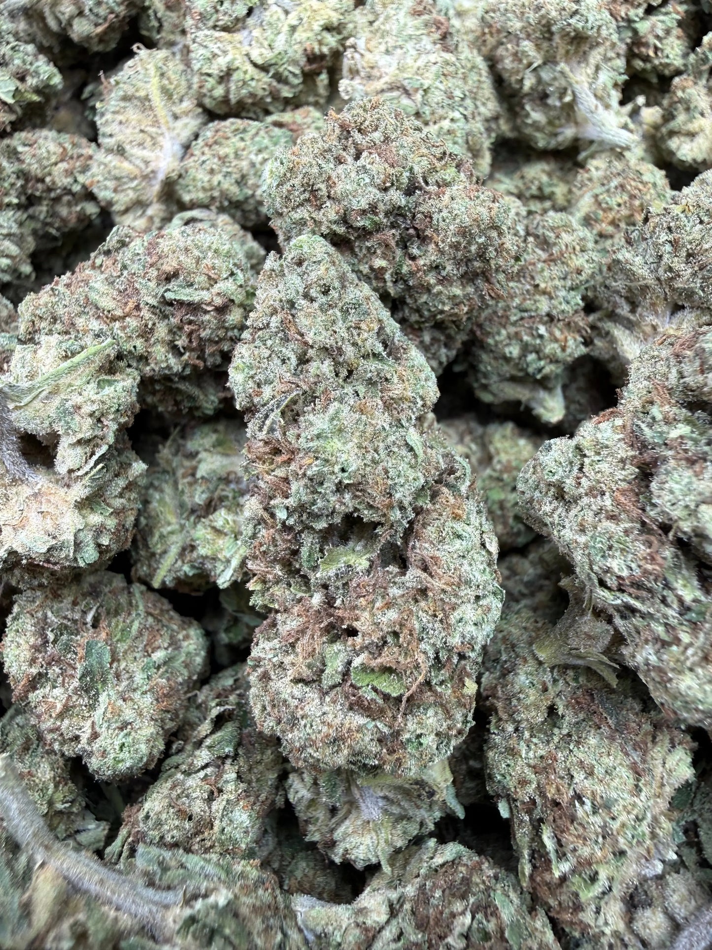 1 Pound - Sugar Bread THCA Strain Frisco Labs