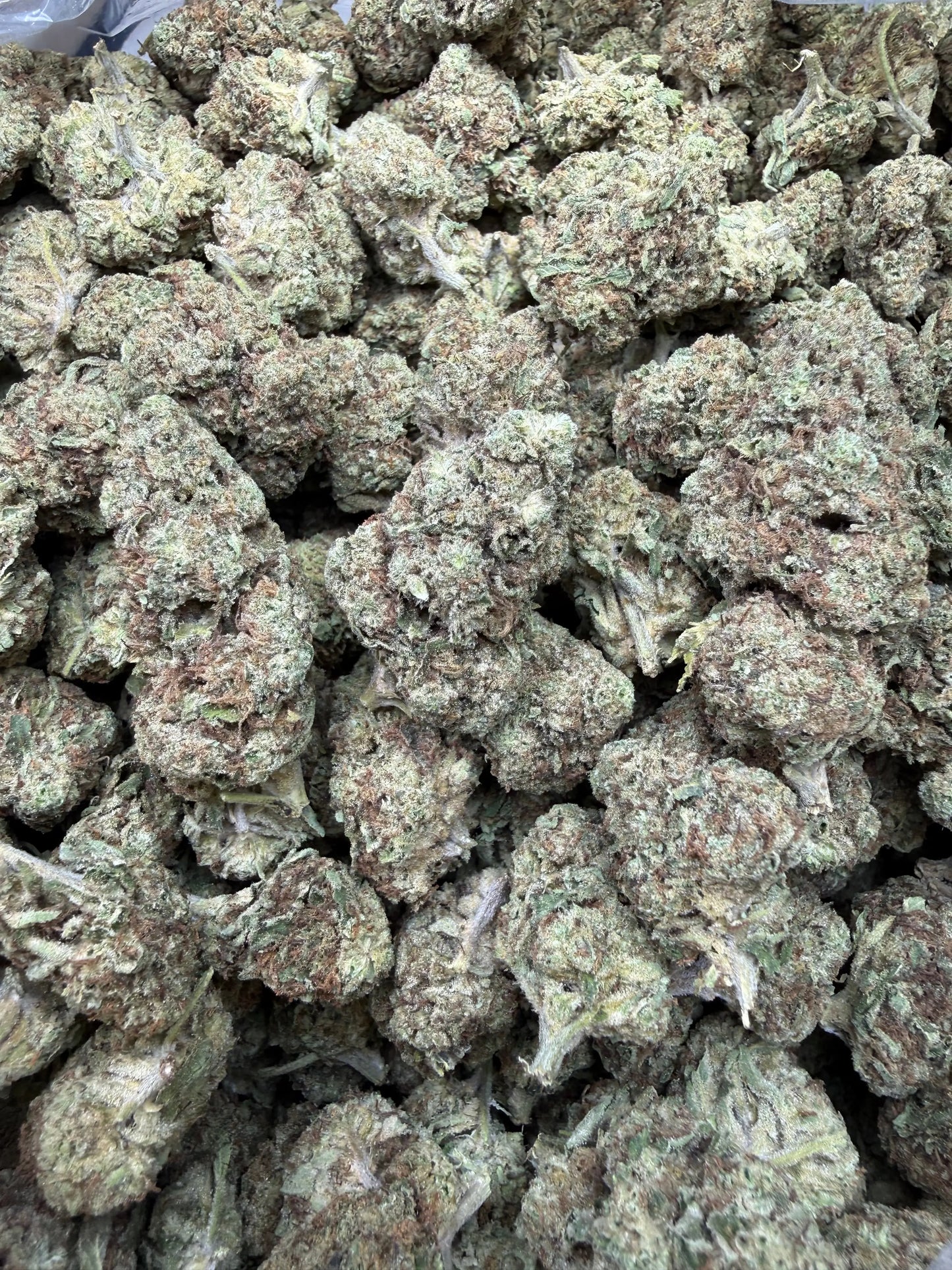 1 Pound - Sugar Bread THCA Strain Frisco Labs