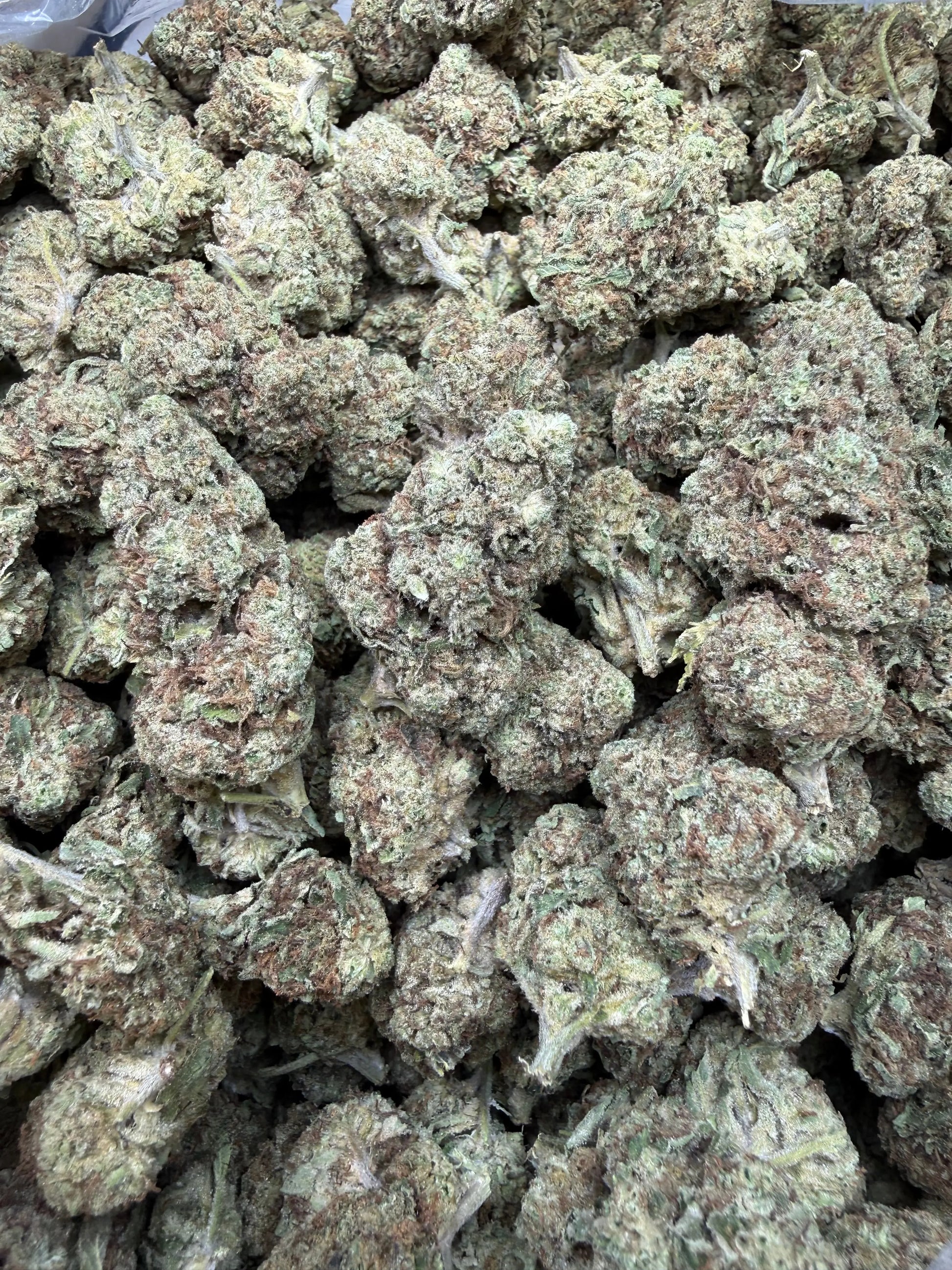 1 Pound - Sugar Bread THCA Strain Frisco Labs