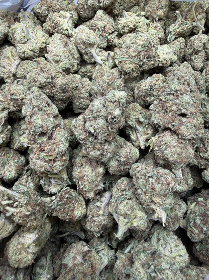 1 Pound - Sugar Bread THCA Strain Frisco Labs