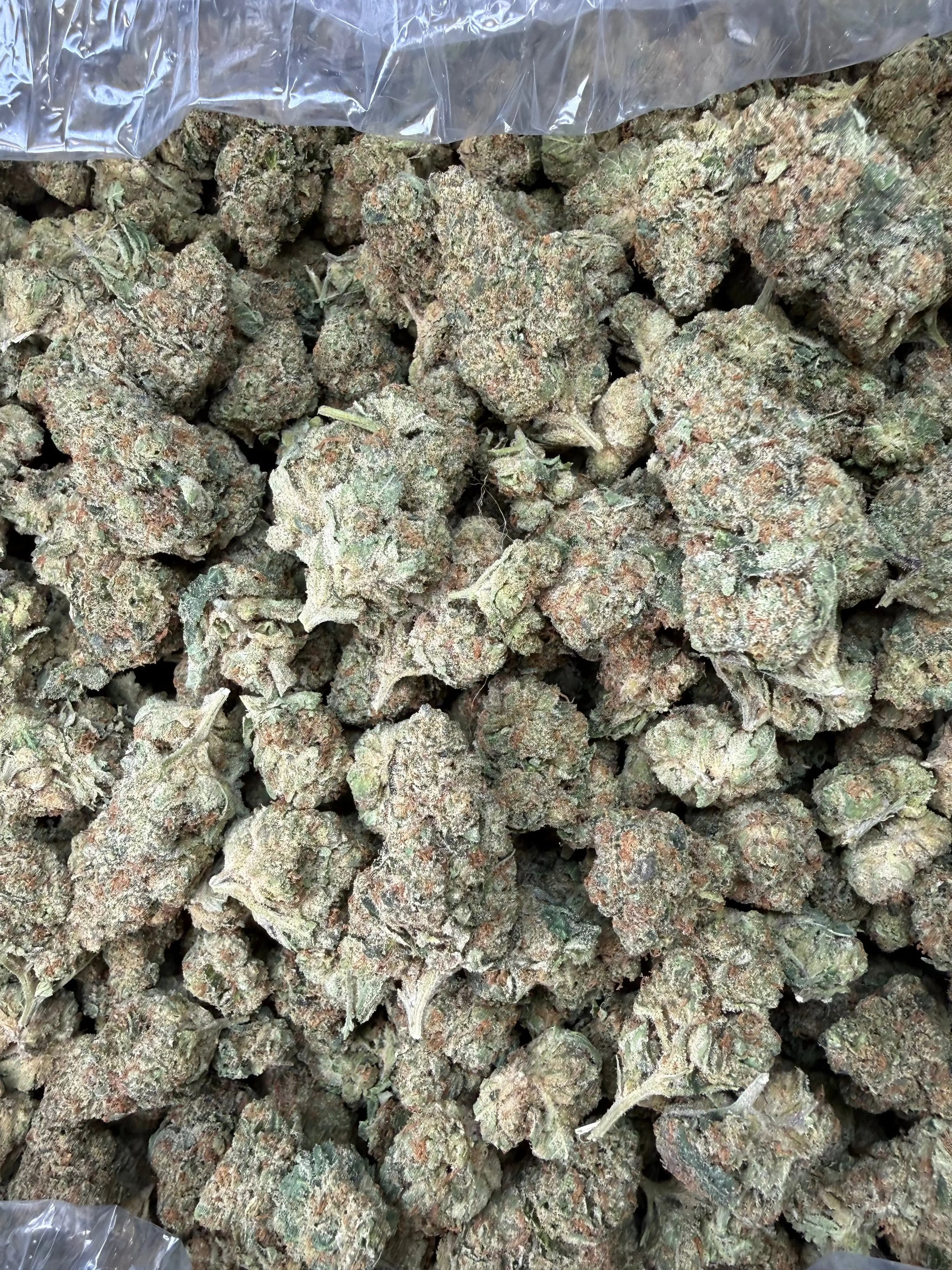 1 Pound - Tony Montana THCA Strain Frisco Labs