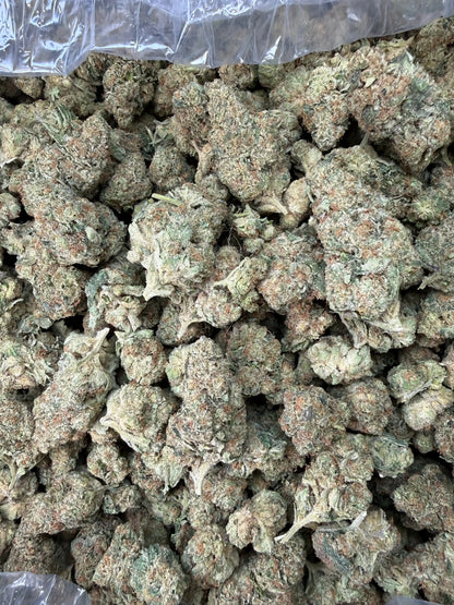 1 Pound - Tony Montana THCA Strain Frisco Labs