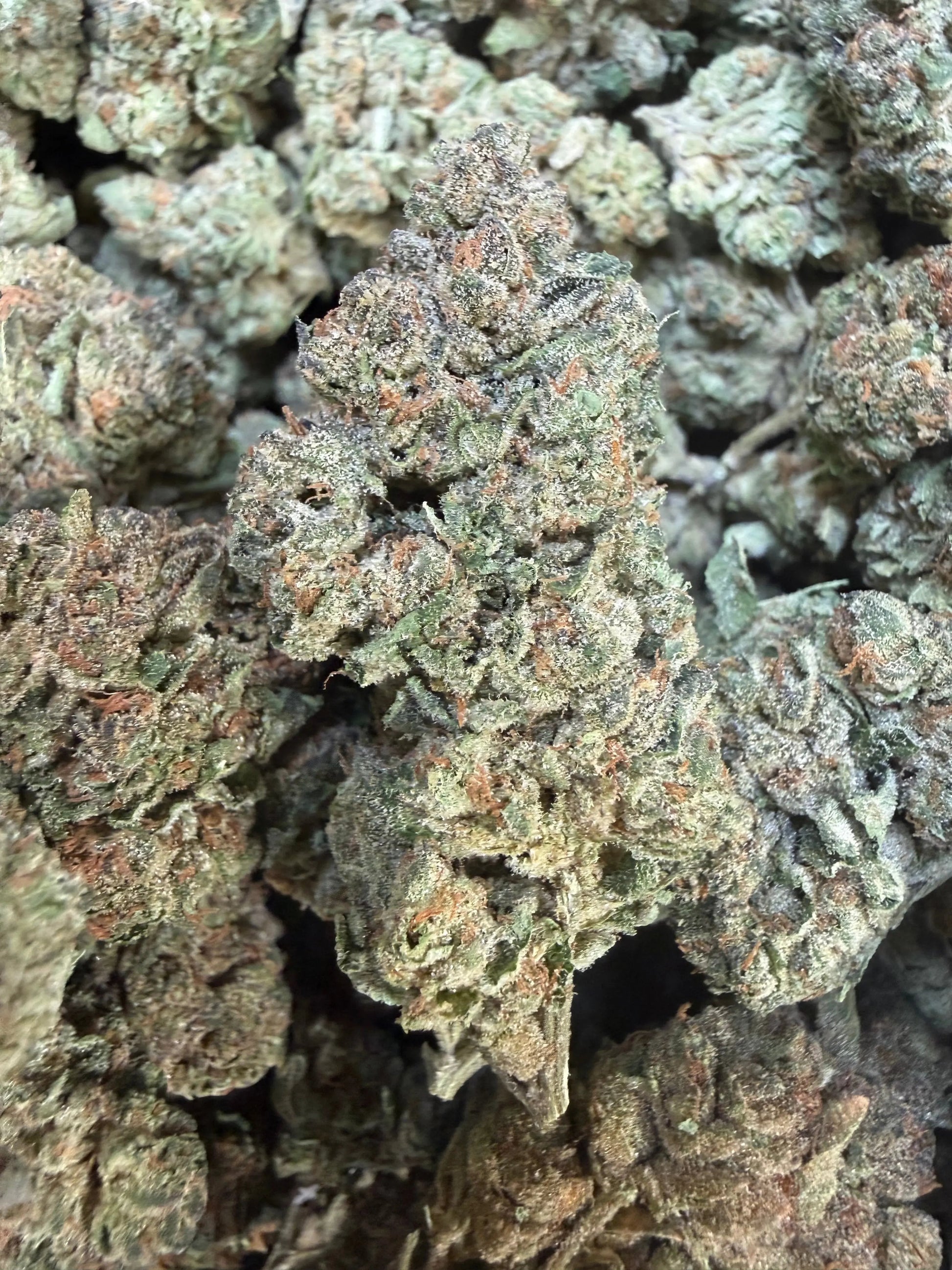 1 Pound - Trap Jelly Reserve THCA Strain Frisco Labs