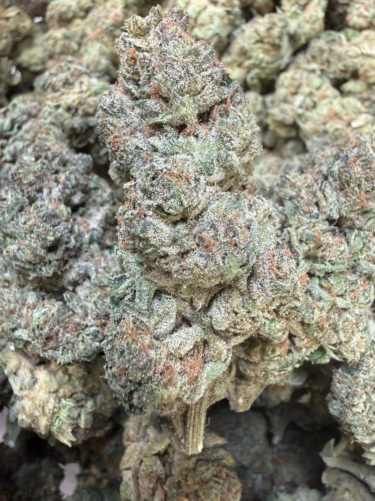 1 Pound - Trap Jelly Reserve THCA Strain Frisco Labs