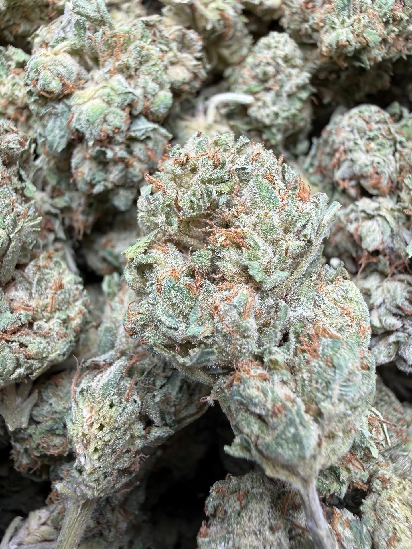 1 Pound - Venom OG THCA Strain Frisco Labs