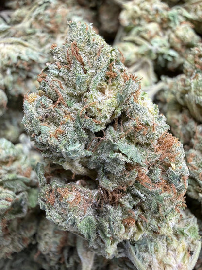 1 Pound - Venom OG THCA Strain Frisco Labs