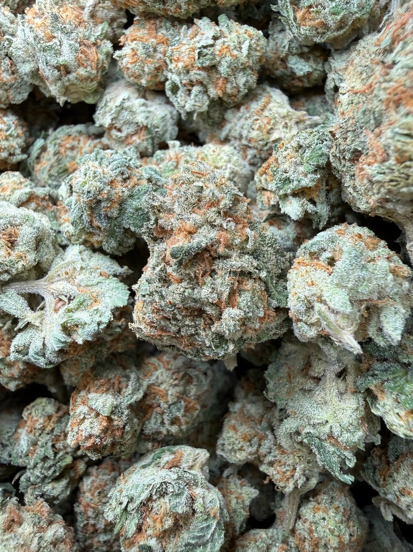 1 Pound - Why U Gelly THCA Strain Frisco Labs