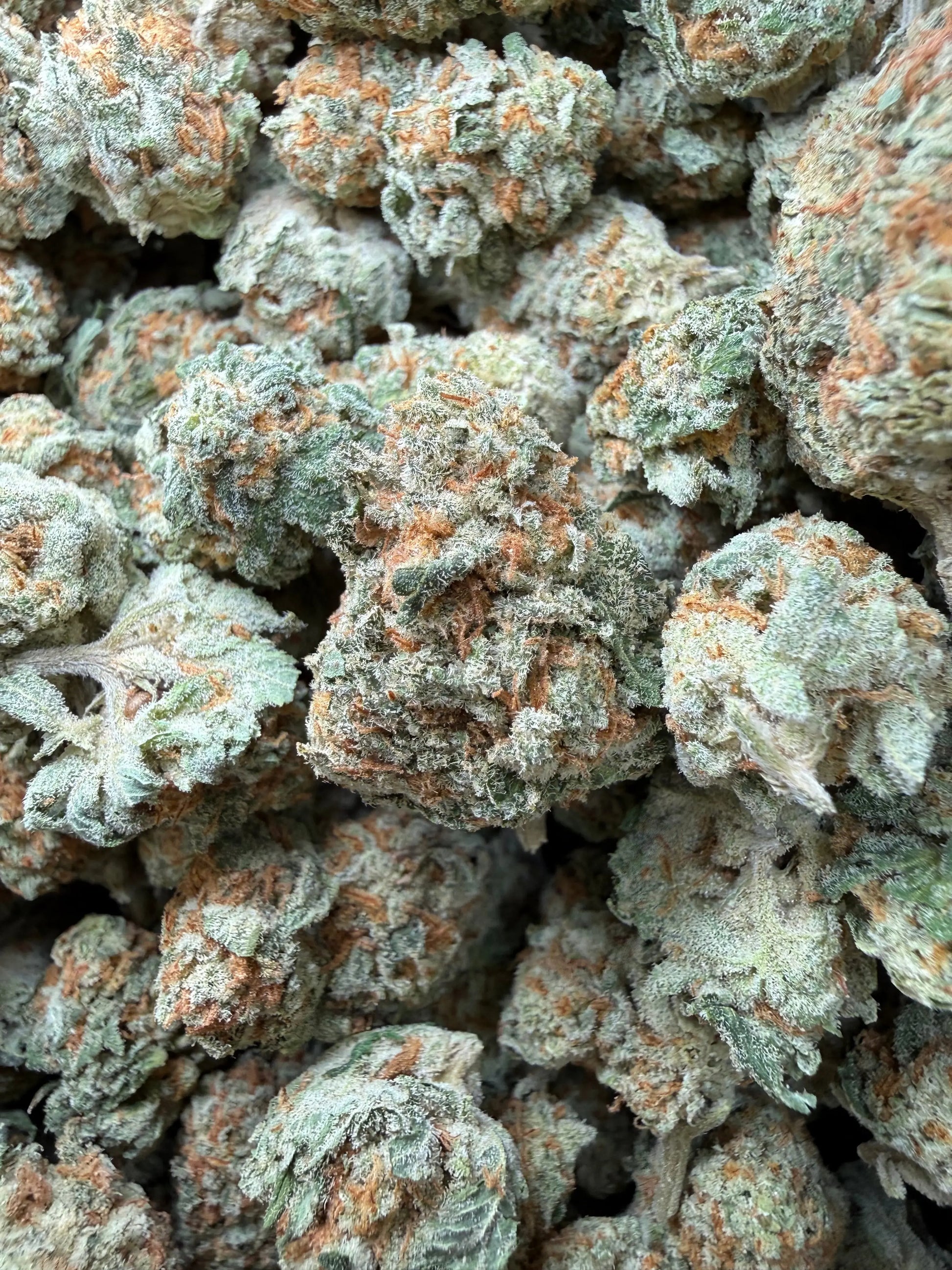 1 Pound - Why U Gelly THCA Strain Frisco Labs