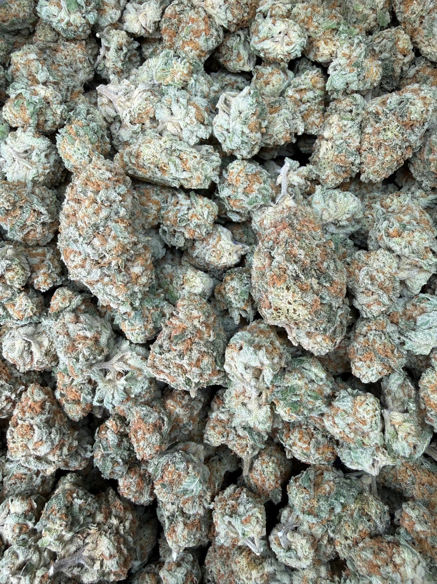 1 Pound - Why U Gelly THCA Strain Frisco Labs