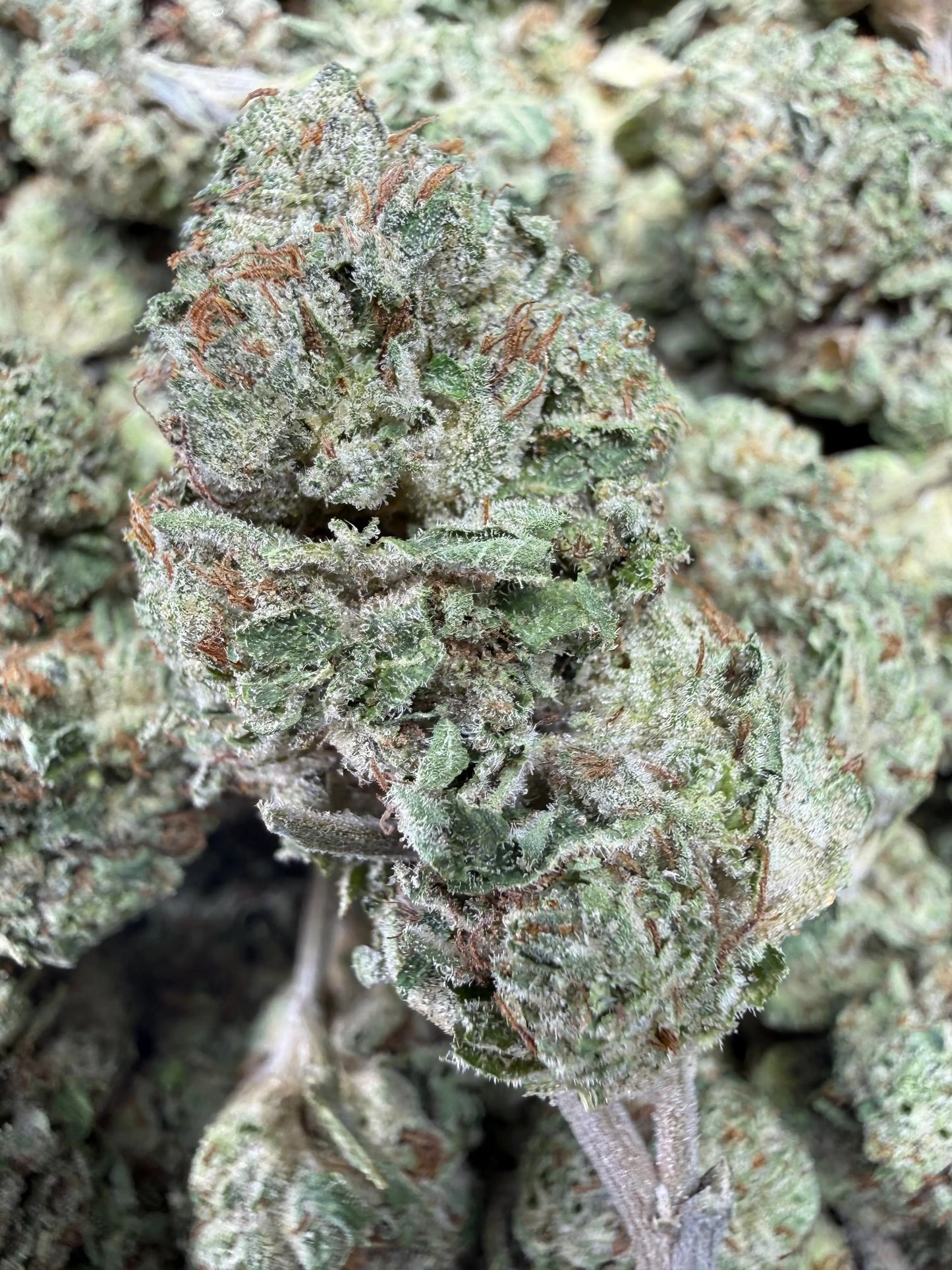 1 Pound - Yeet THCA Strain Frisco Labs