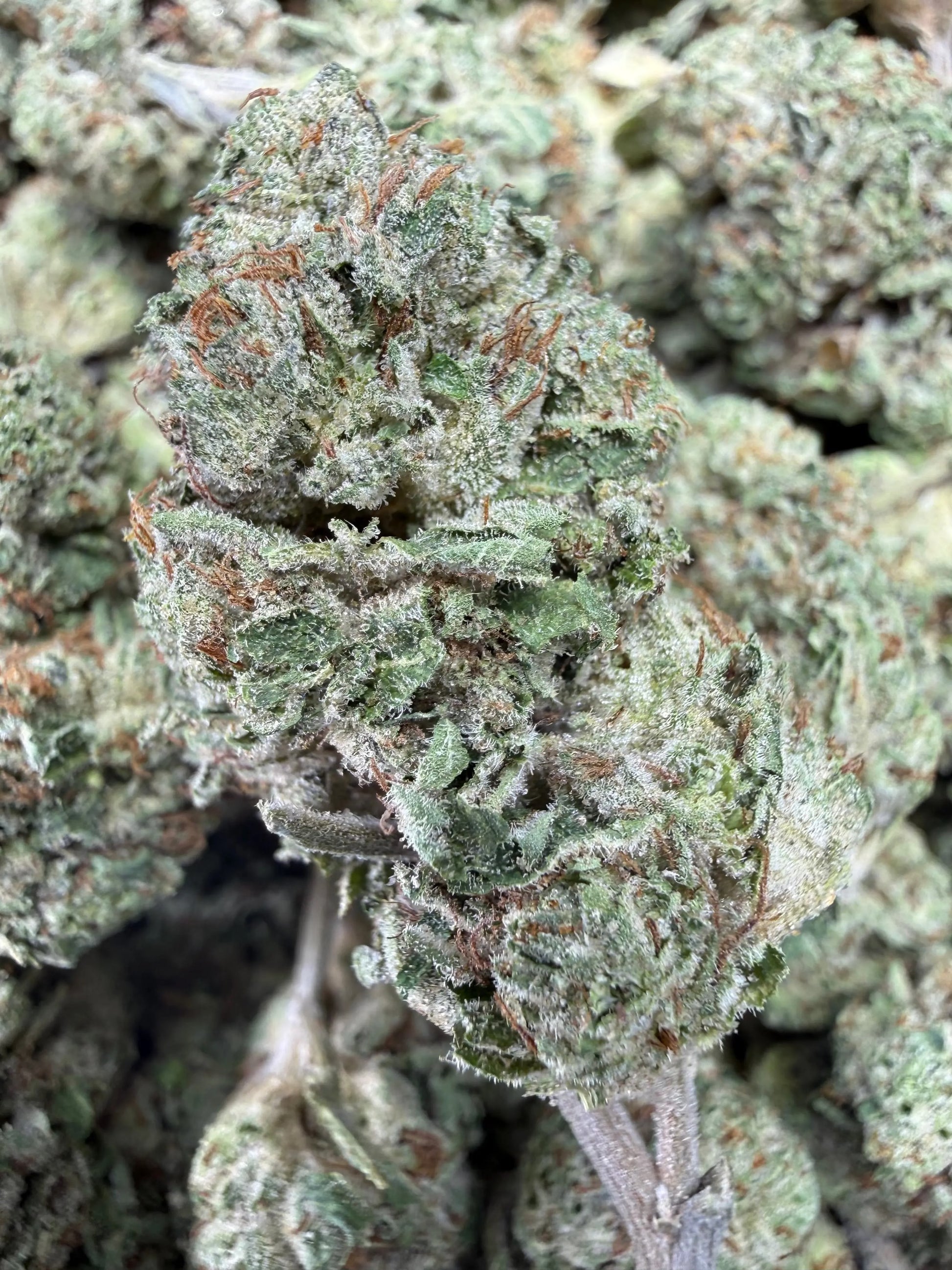 1 Pound - Yeet THCA Strain Frisco Labs