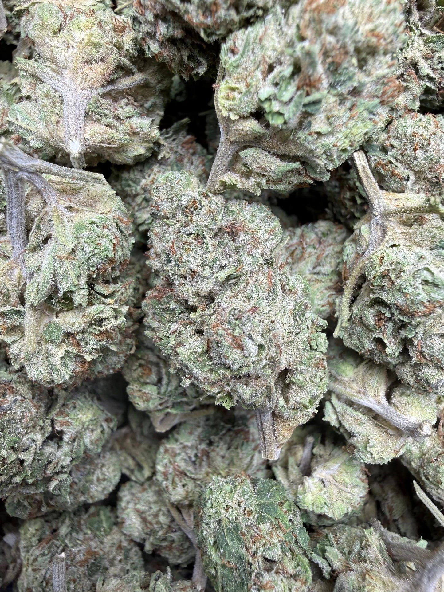 1 Pound - Yeet THCA Strain Frisco Labs