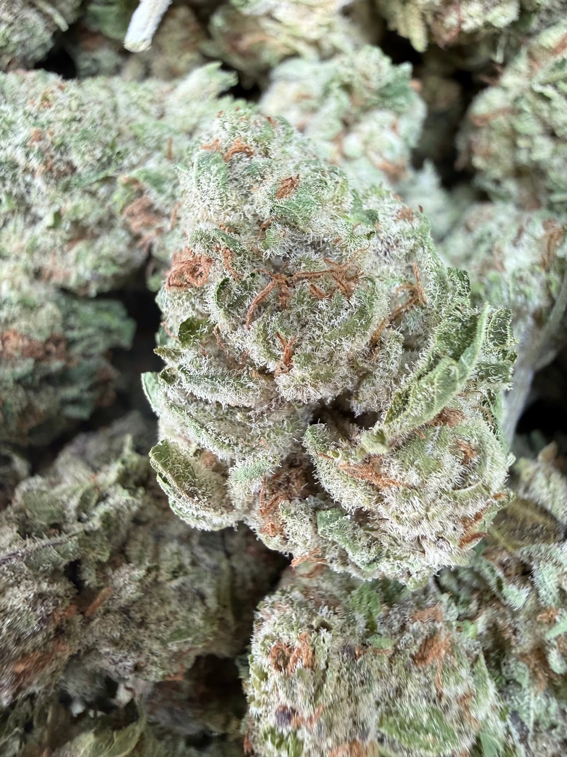 1 Pound - Zurple Lulu THCA Strain Frisco Labs