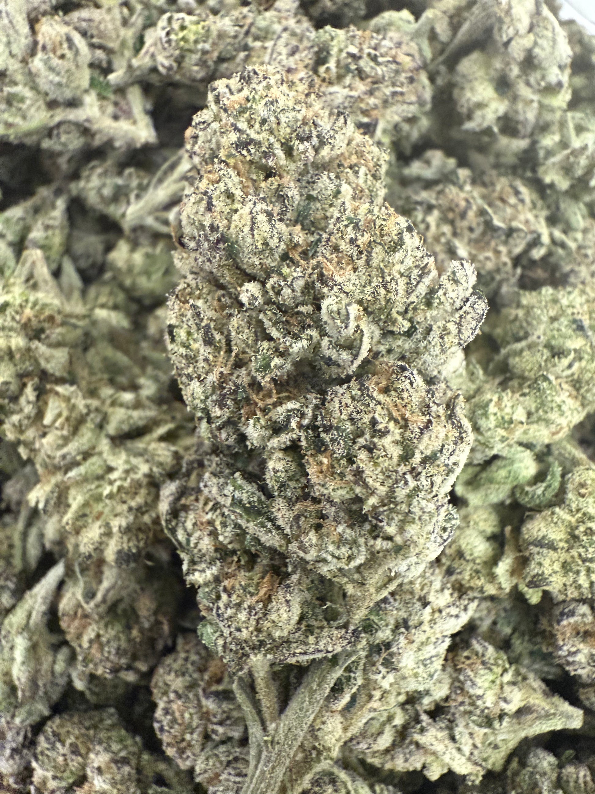 1 Pound of AAA Pink Cotton Candy THCA FL Fulfillment Center