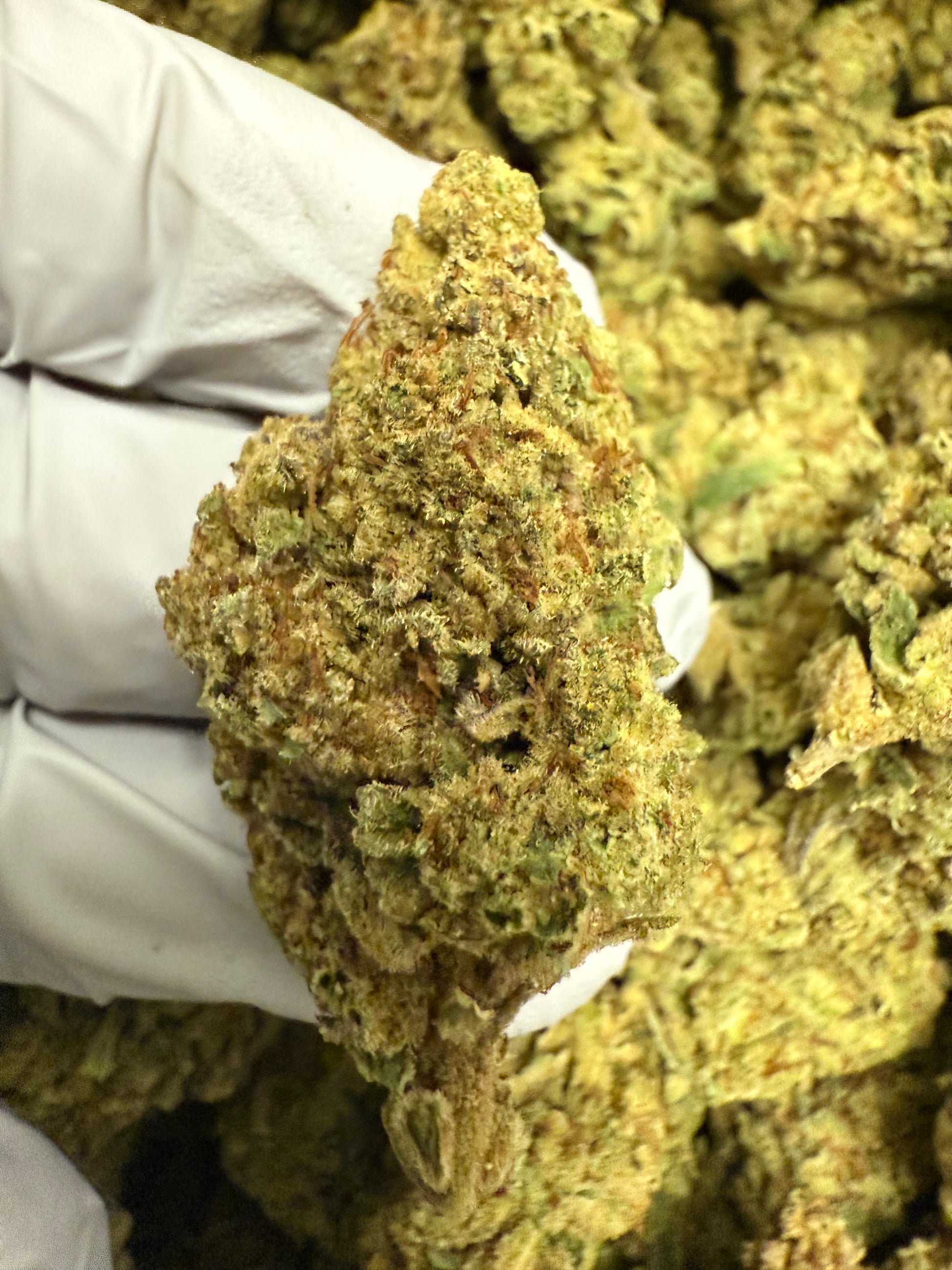 1 Pound of Frosted Donut THCA FL Fulfillment Center