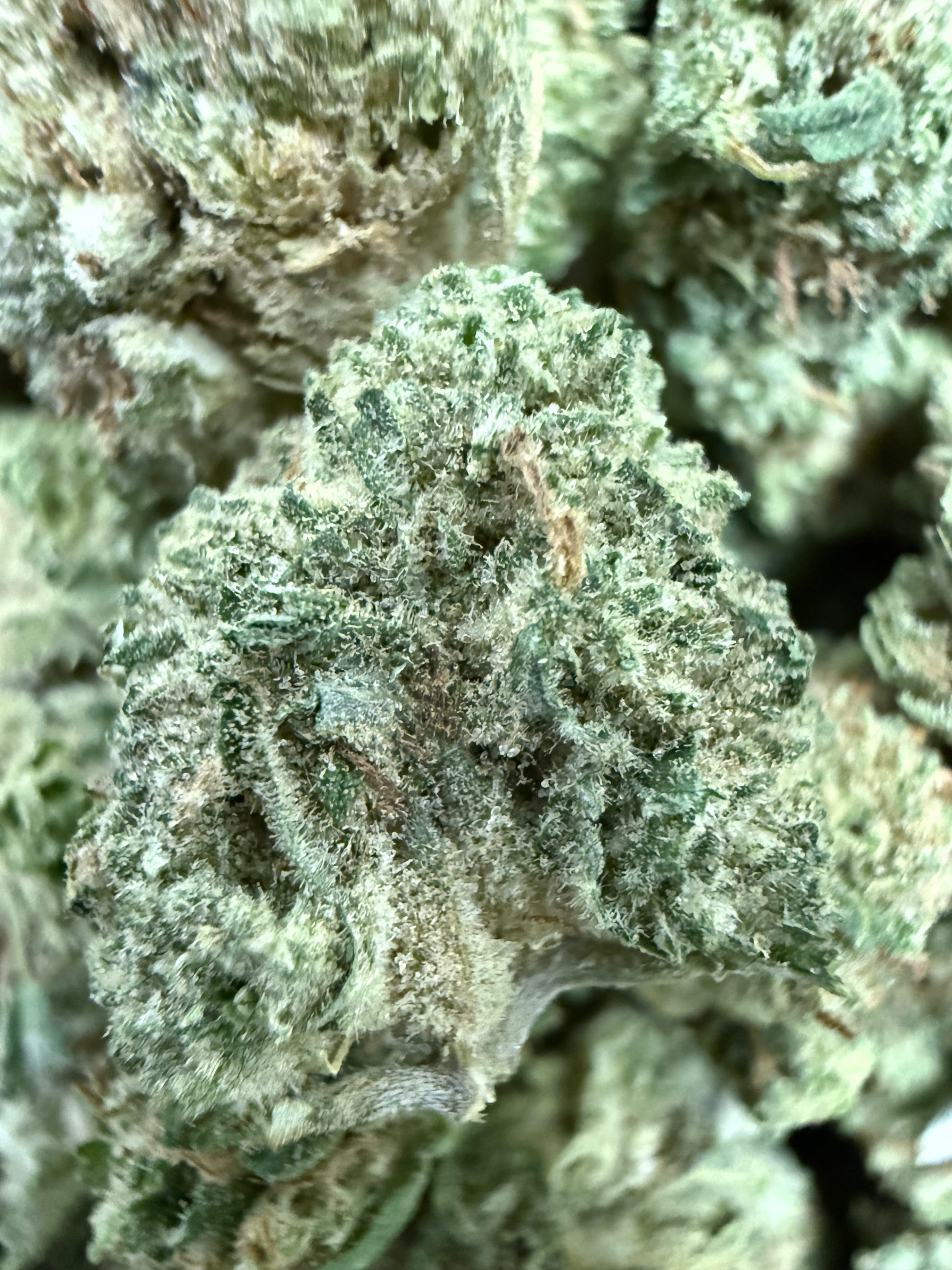 1 Pound of Gelato Punch Strain THCA (Smalls) FL Fulfillment Center