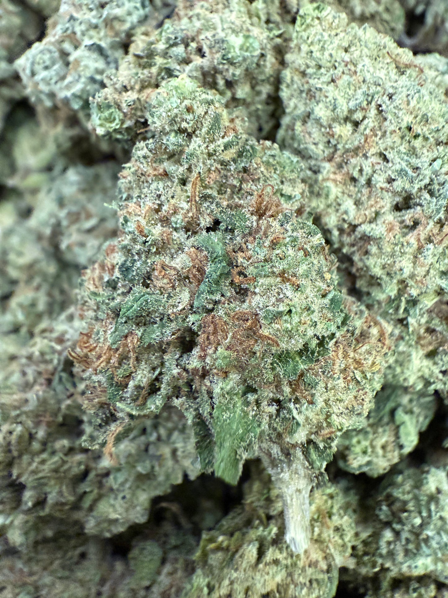 1 Pound of Gelato Punch THCA FL Fulfillment Center