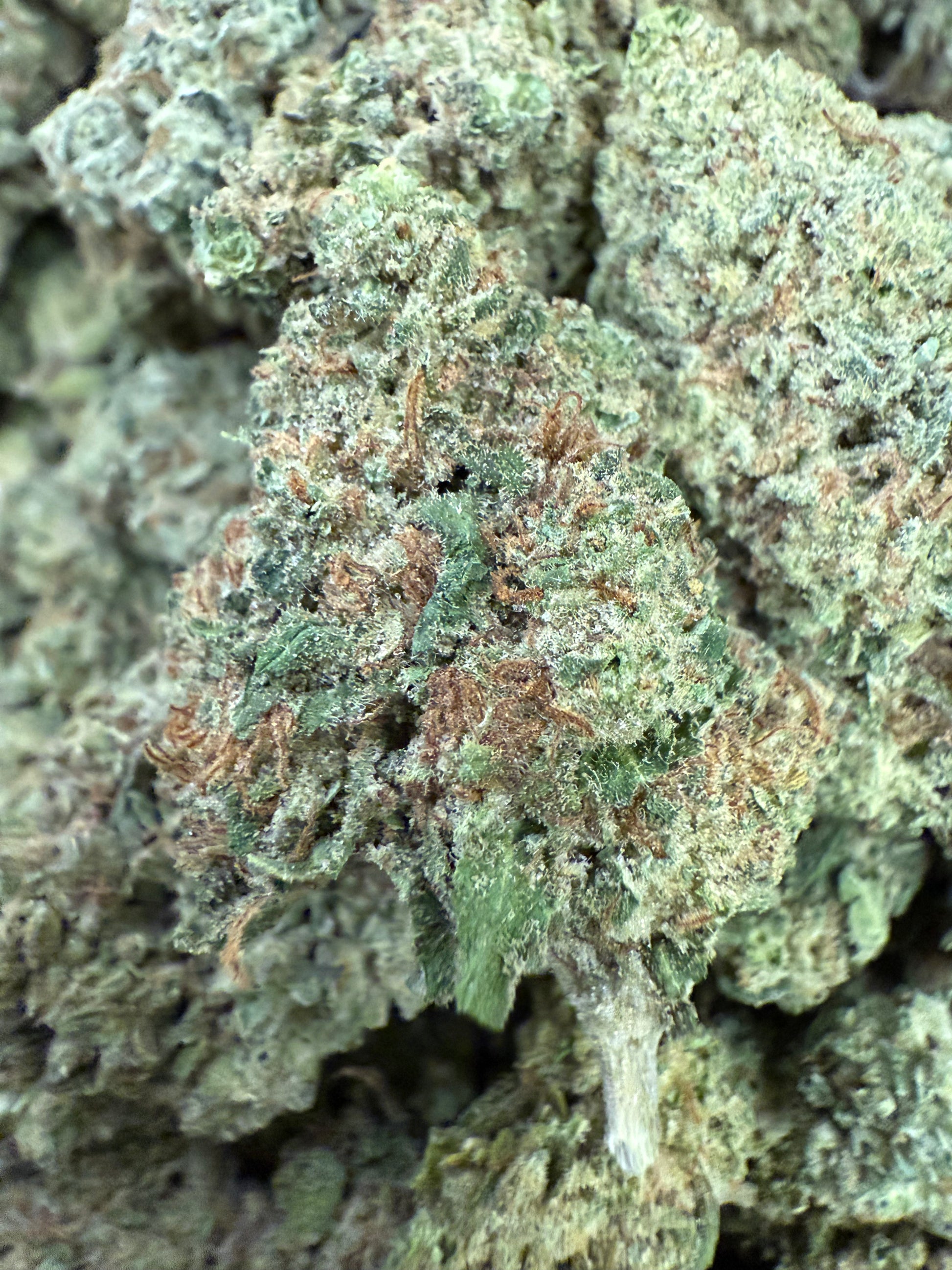 1 Pound of Gelato Punch THCA FL Fulfillment Center