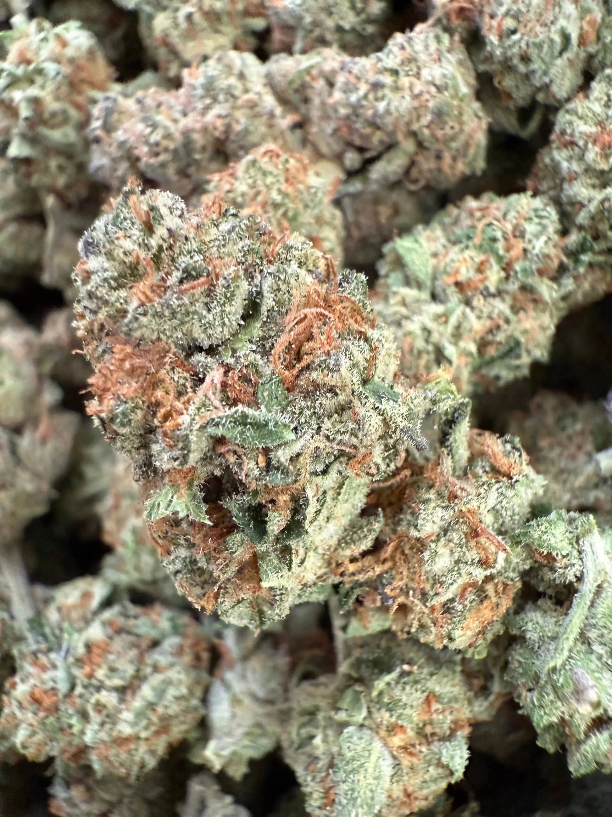 1 Pound of Gush Mint THCA FL Fulfillment Center