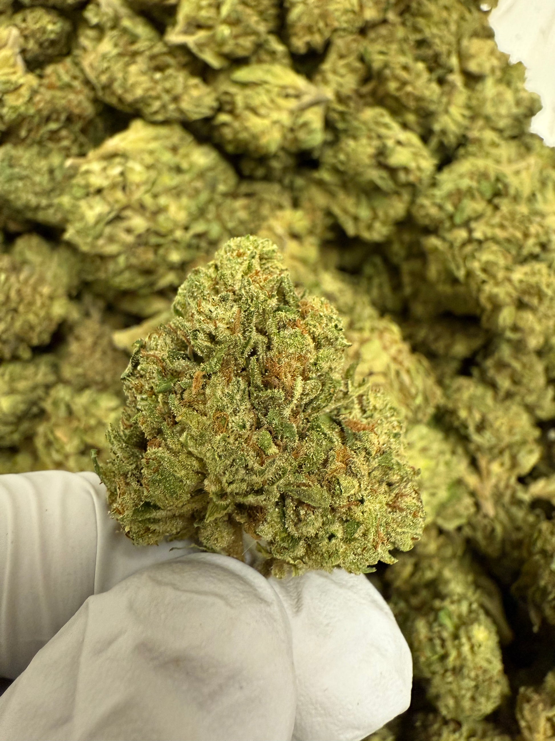 1 Pound of SFV OG THCA FL Fulfillment Center