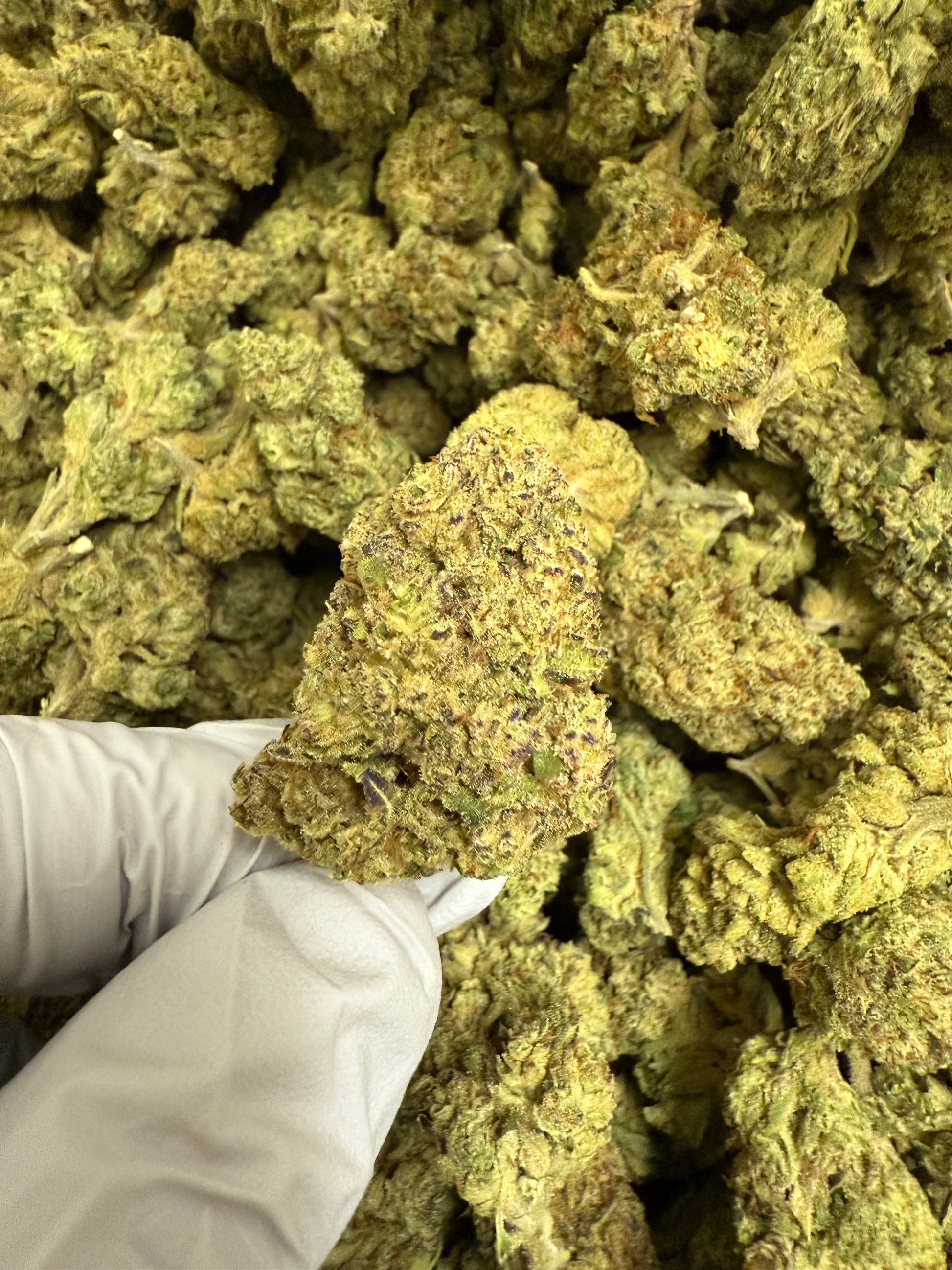 1 Pound of Triangle Kush THCA FL Fulfillment Center