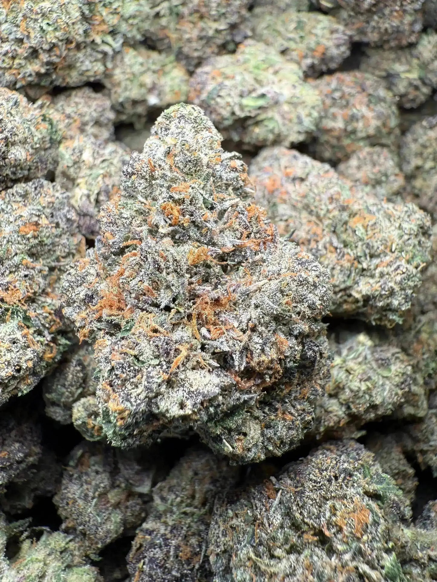 ½ oz AAA White Runtz (Indoor) FL Fulfillment Center