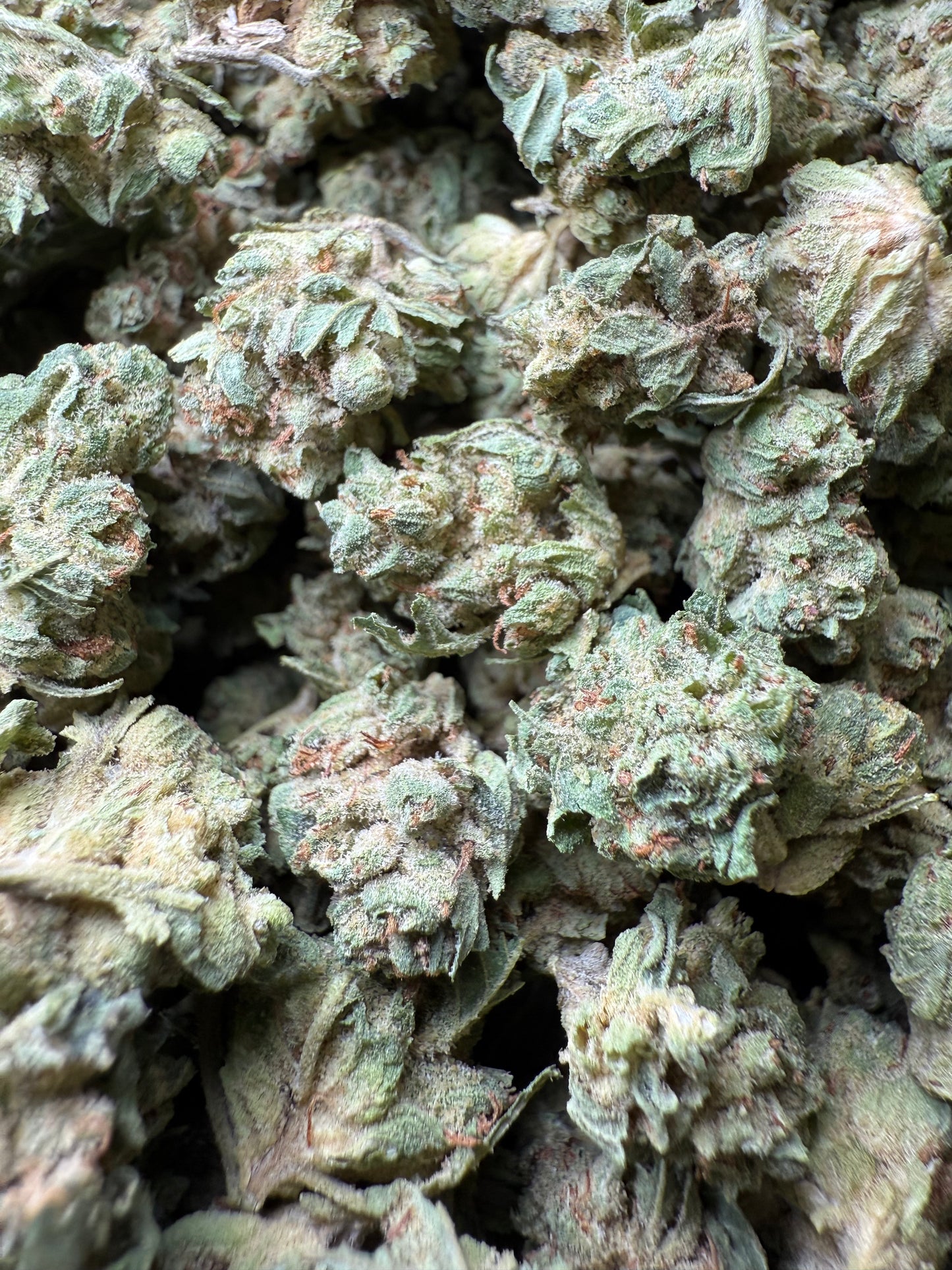 1 Pound - Chem Sorbet THCA Strain (Small) Frisco Labs