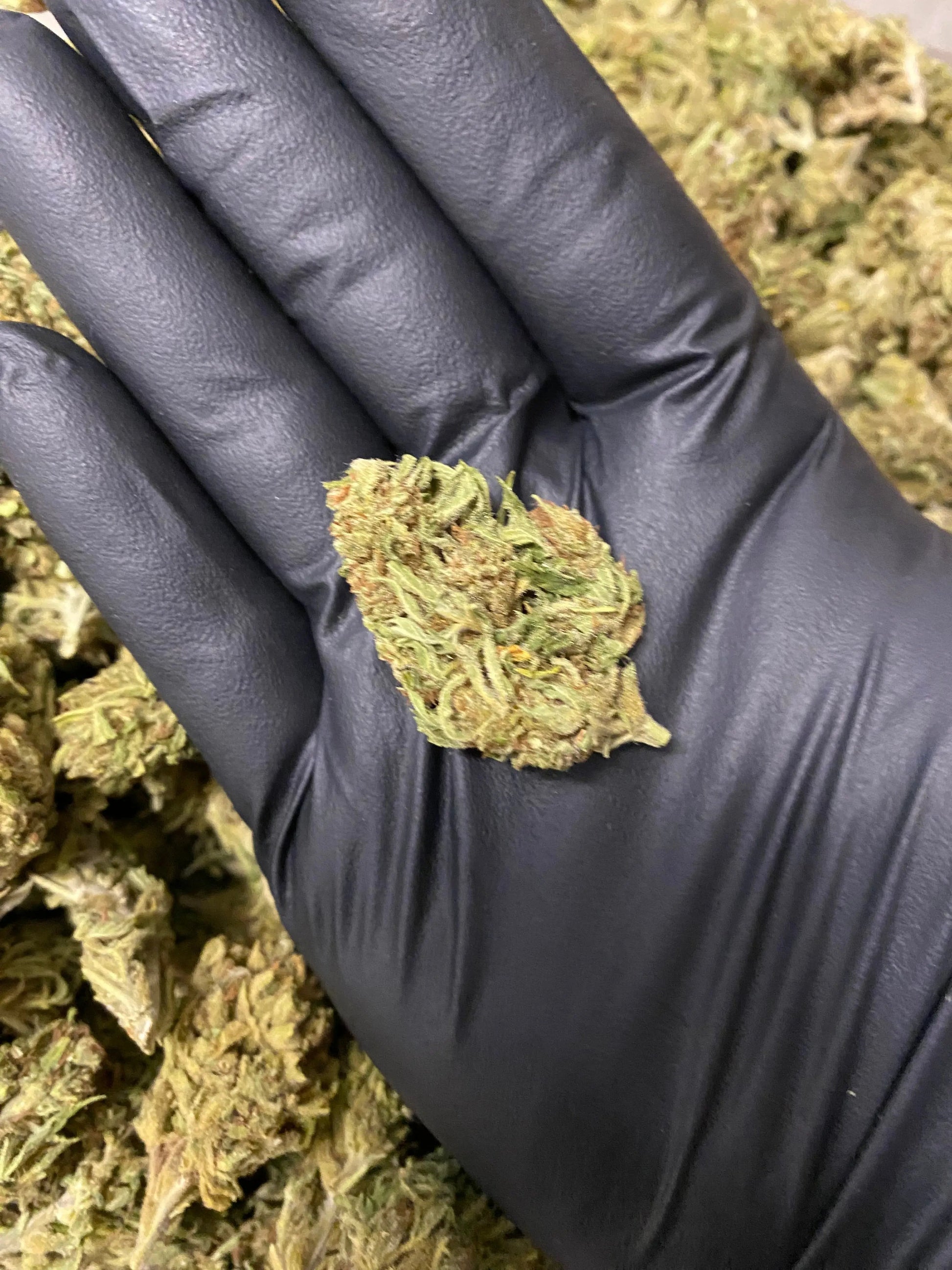 Amnesia THCA - Frisco Labs