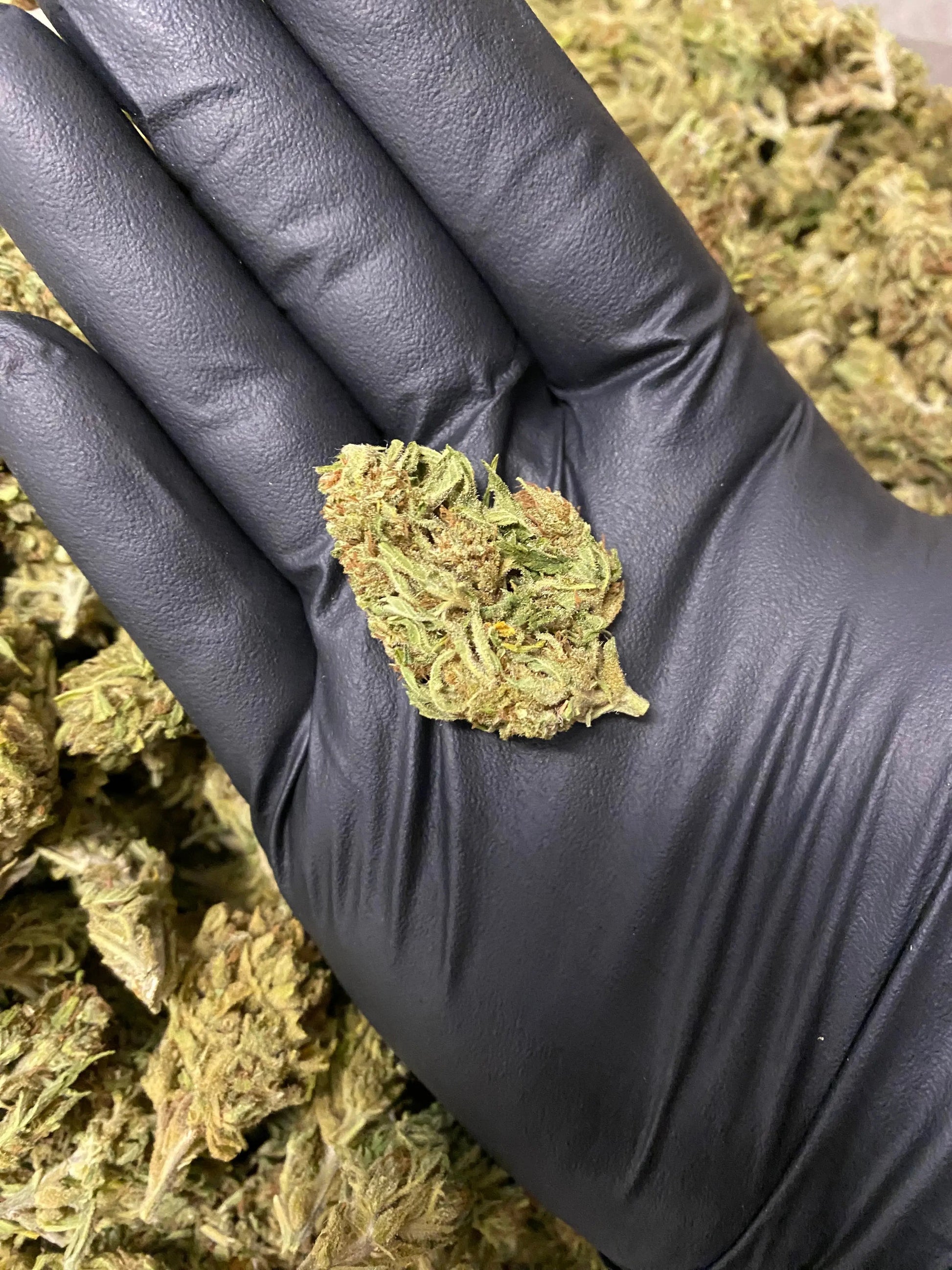 Amnesia THCA - Frisco Labs