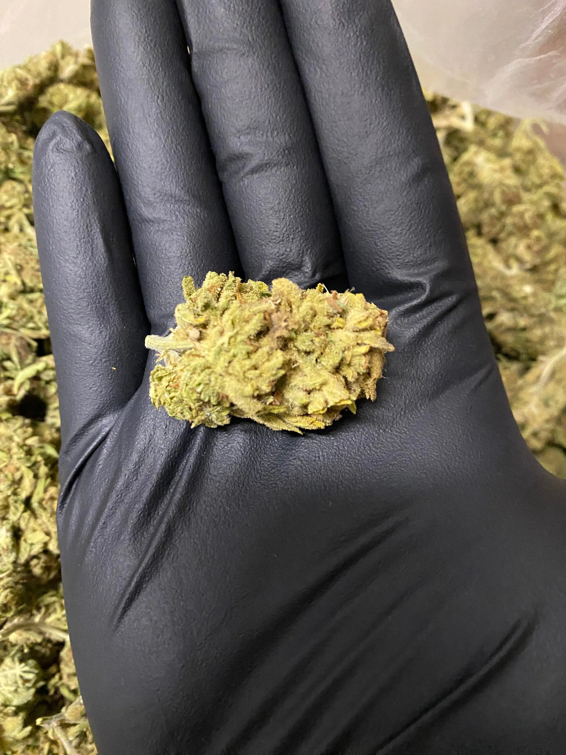 Amnesia THCA - Frisco Labs