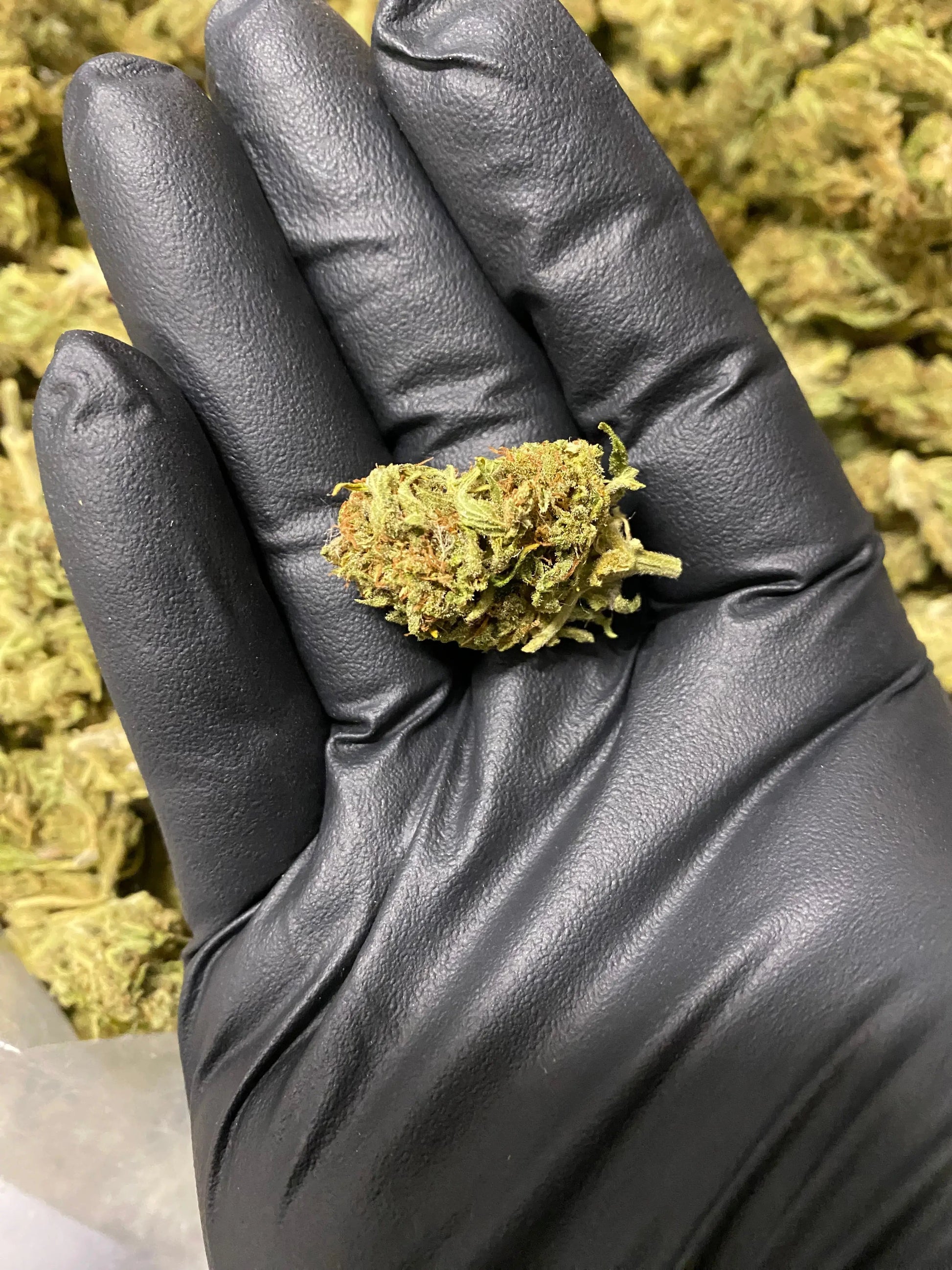 Amnesia THCA - Frisco Labs