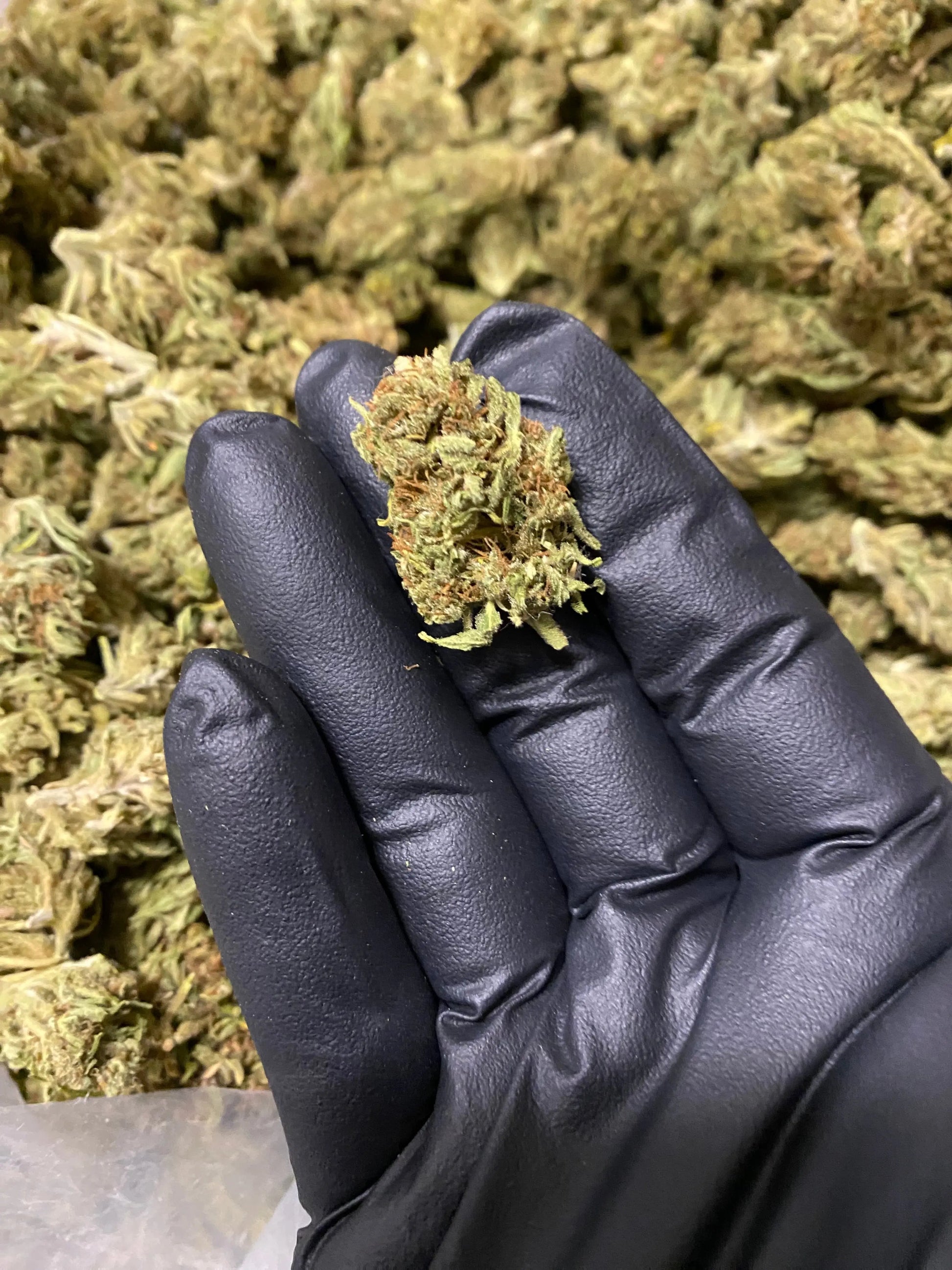 Amnesia THCA - Frisco Labs