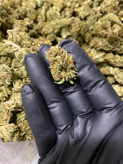 Amnesia THCA - Frisco Labs