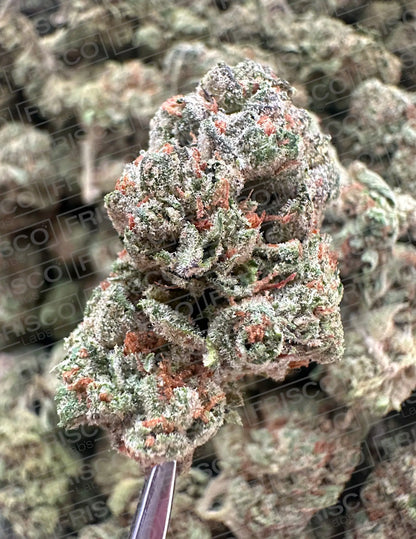 Exotic Indoor - Original Glue(Gg# 4) Frisco Labs
