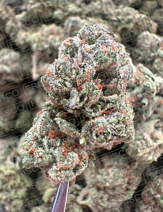 Exotic Indoor - Original Glue(Gg# 4) Frisco Labs