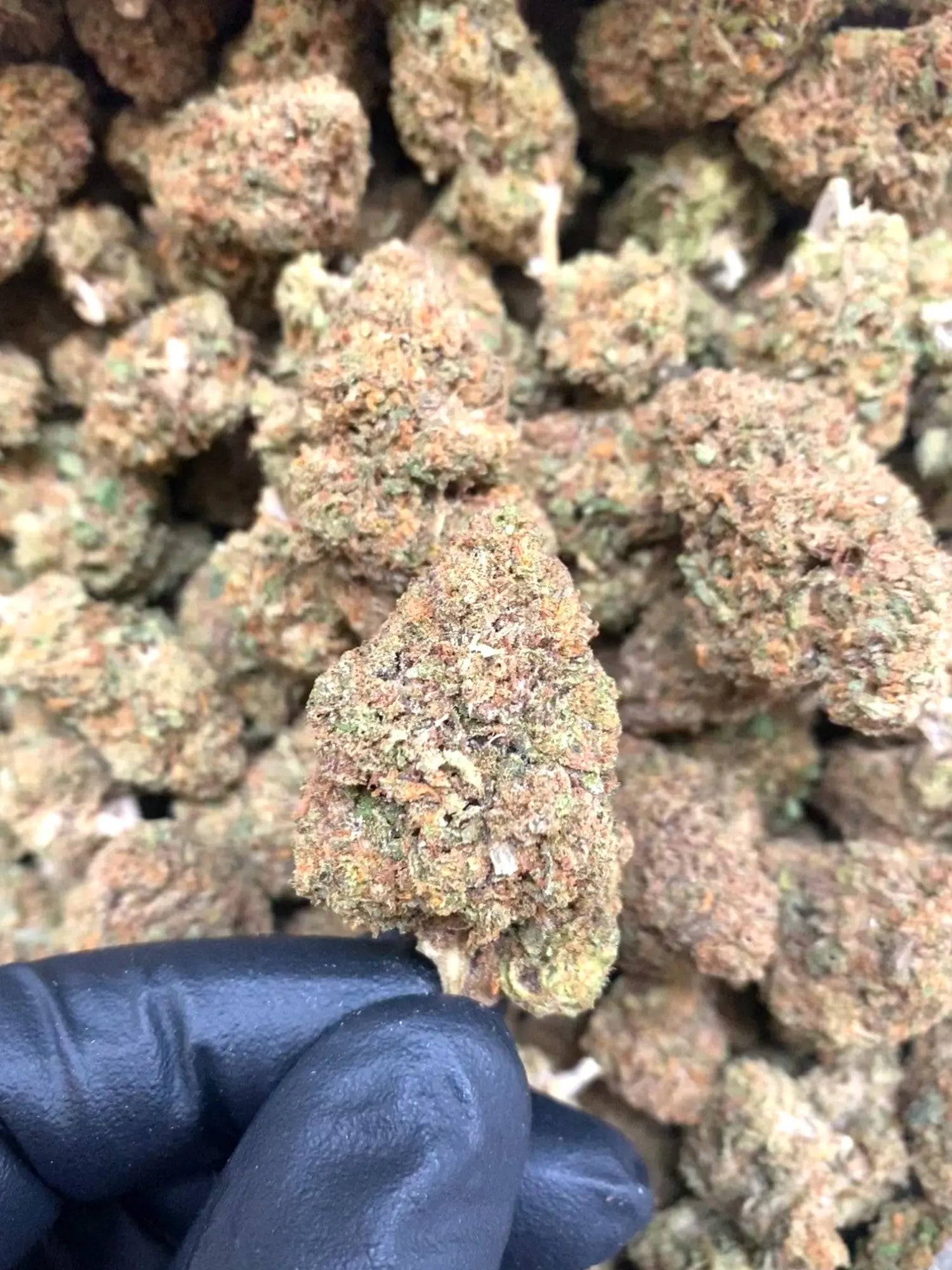 Frisco Labs - Ghost OG THCA Strain Frisco Labs